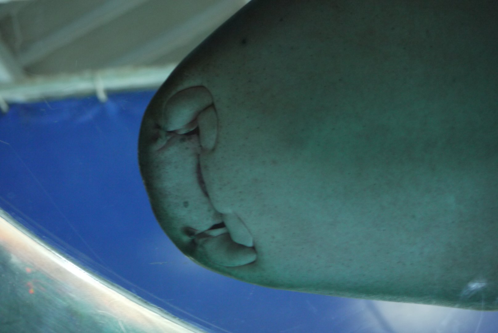 Nurse Shark