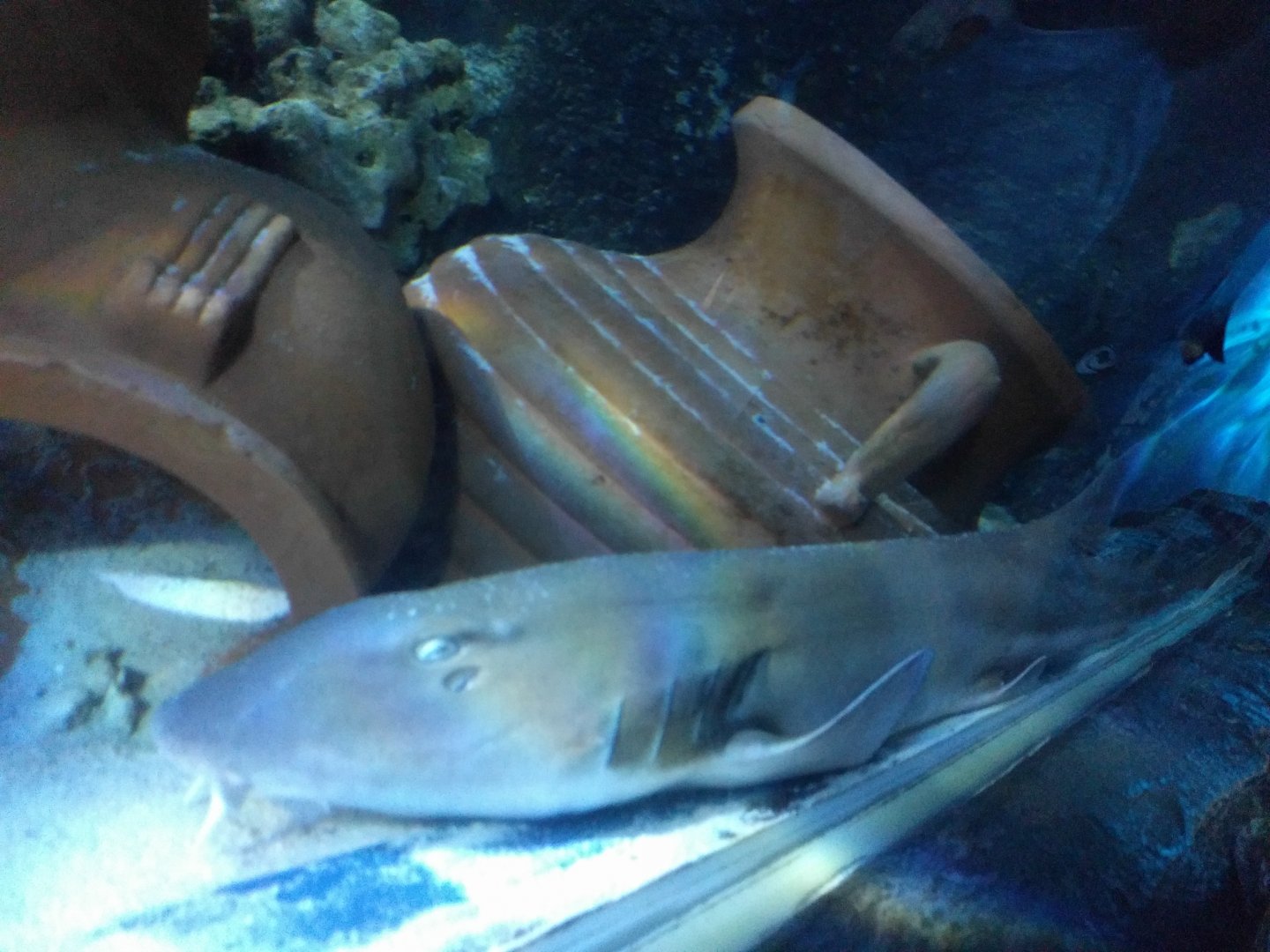 Nurse Shark
