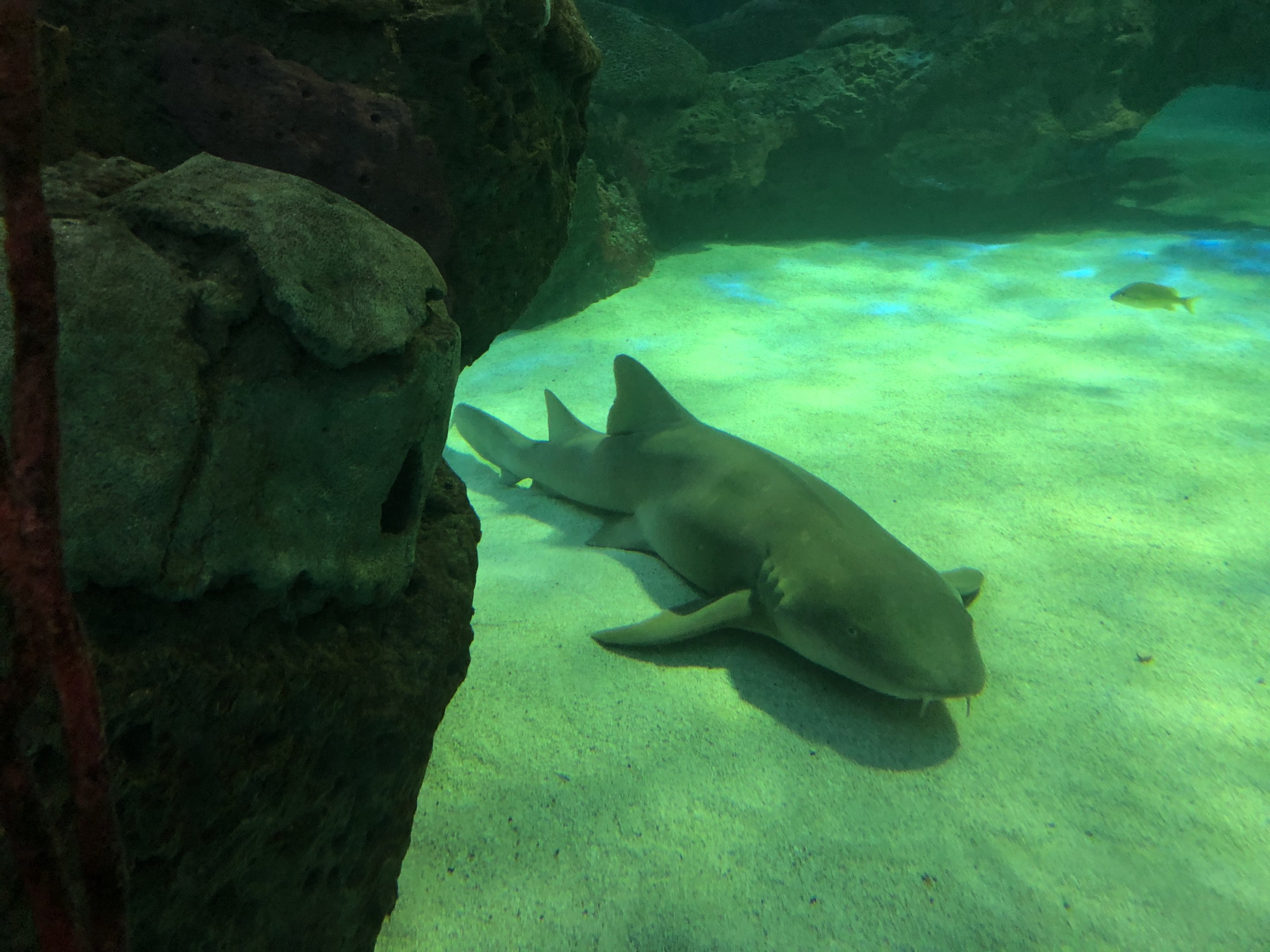 Nurse Shark