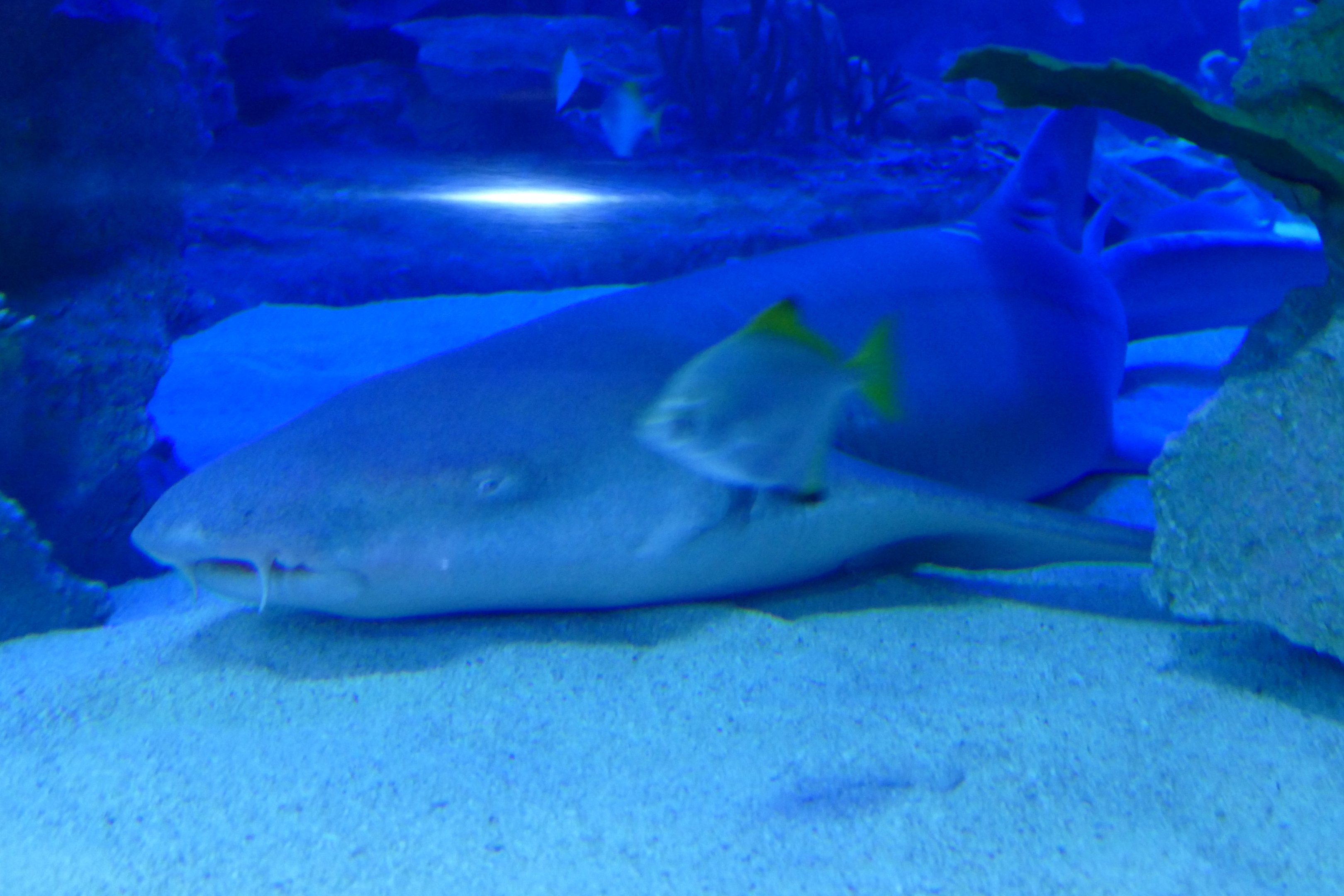 Nurse shark