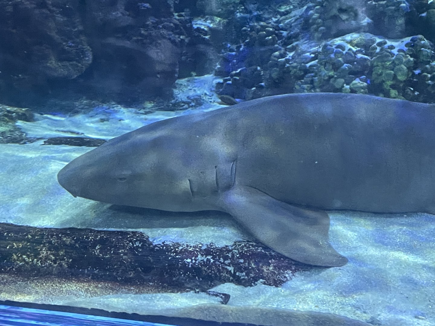 Nurse shark