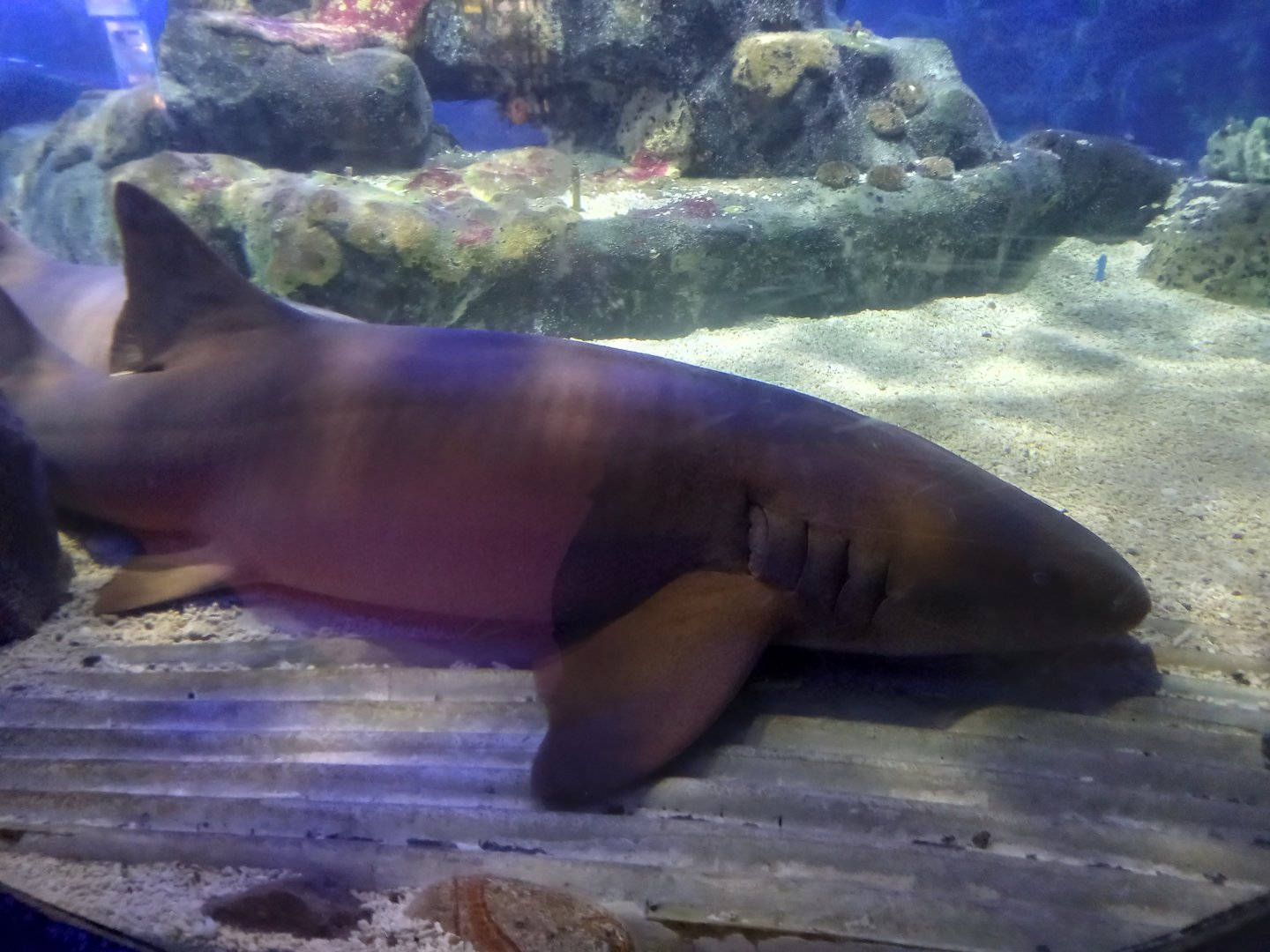Nurse Shark