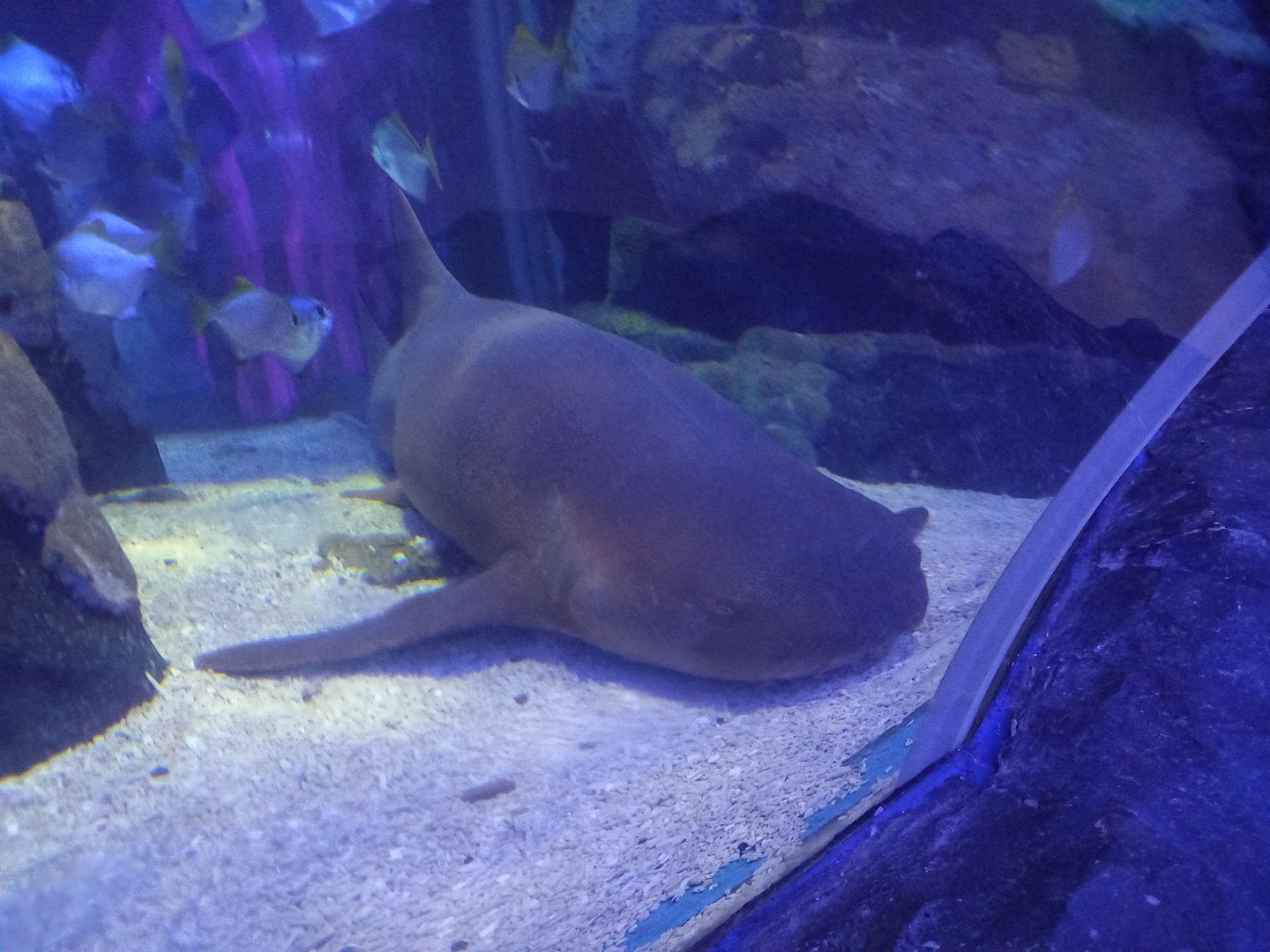 Nurse Shark