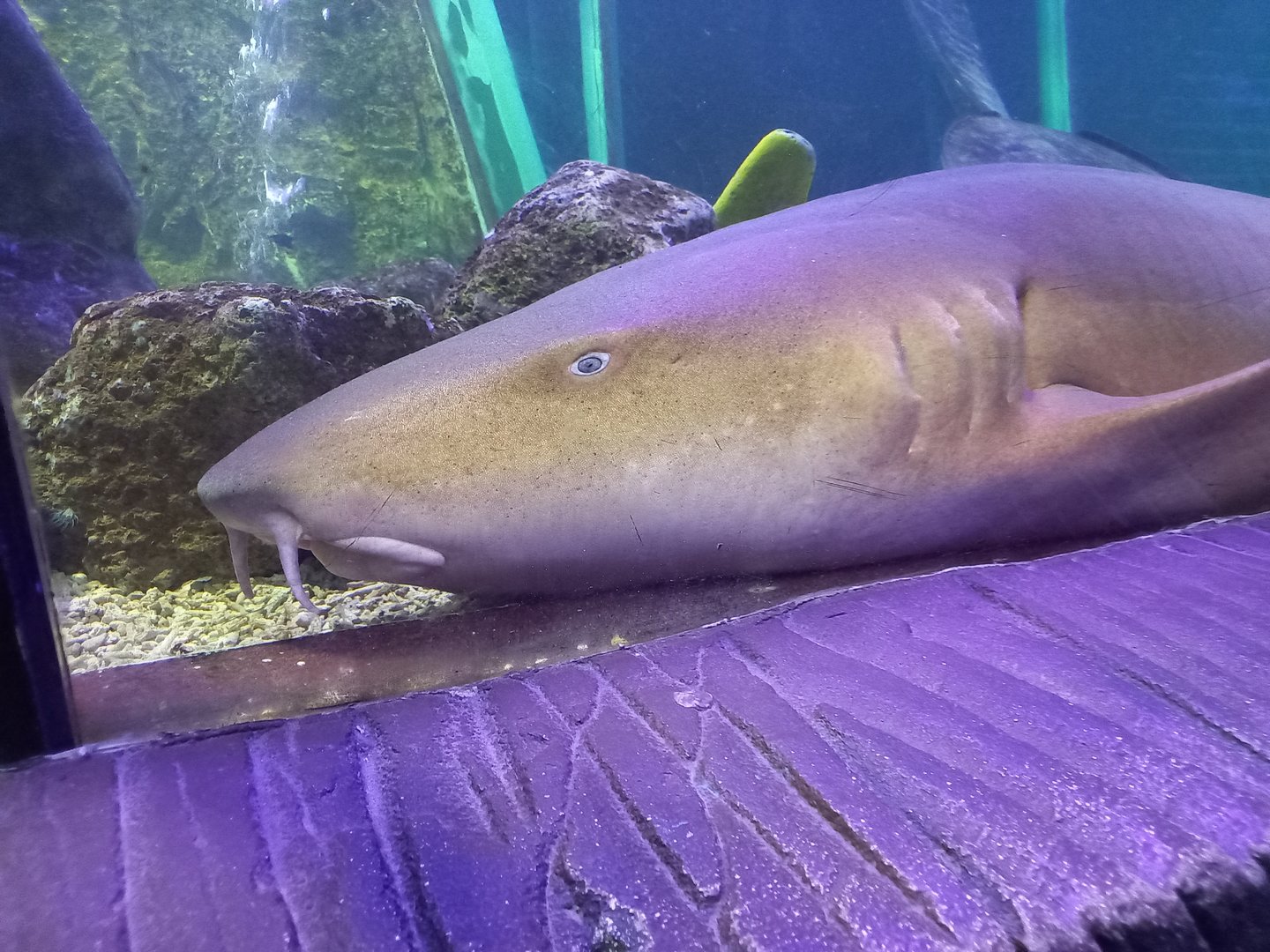 Nurse Shark