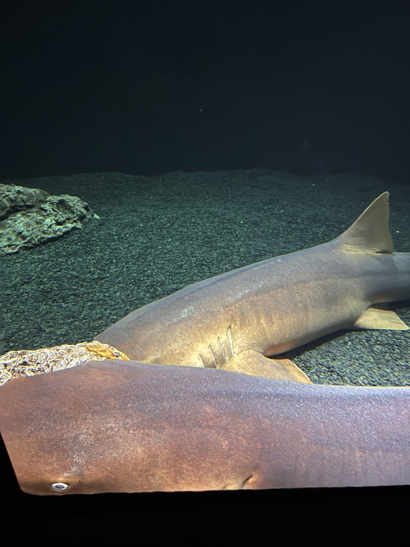 Nurse shark