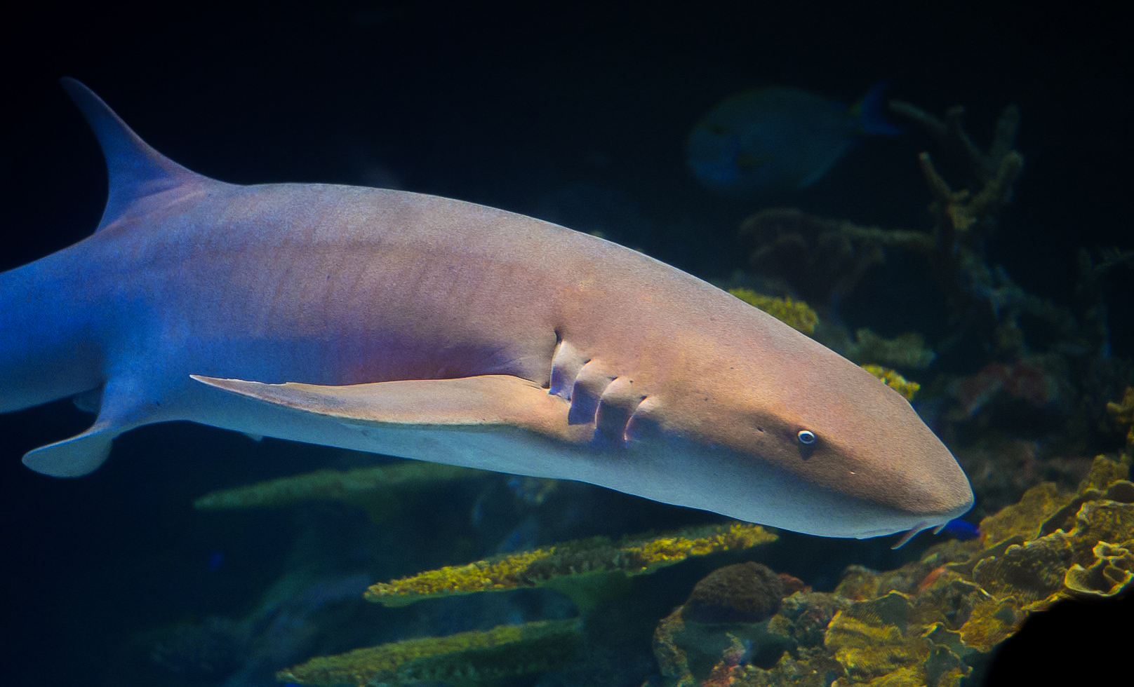 Nurse Shark