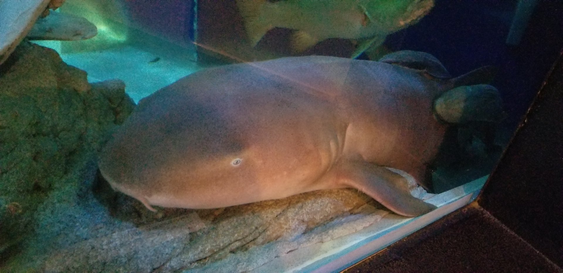 Nurse Shark