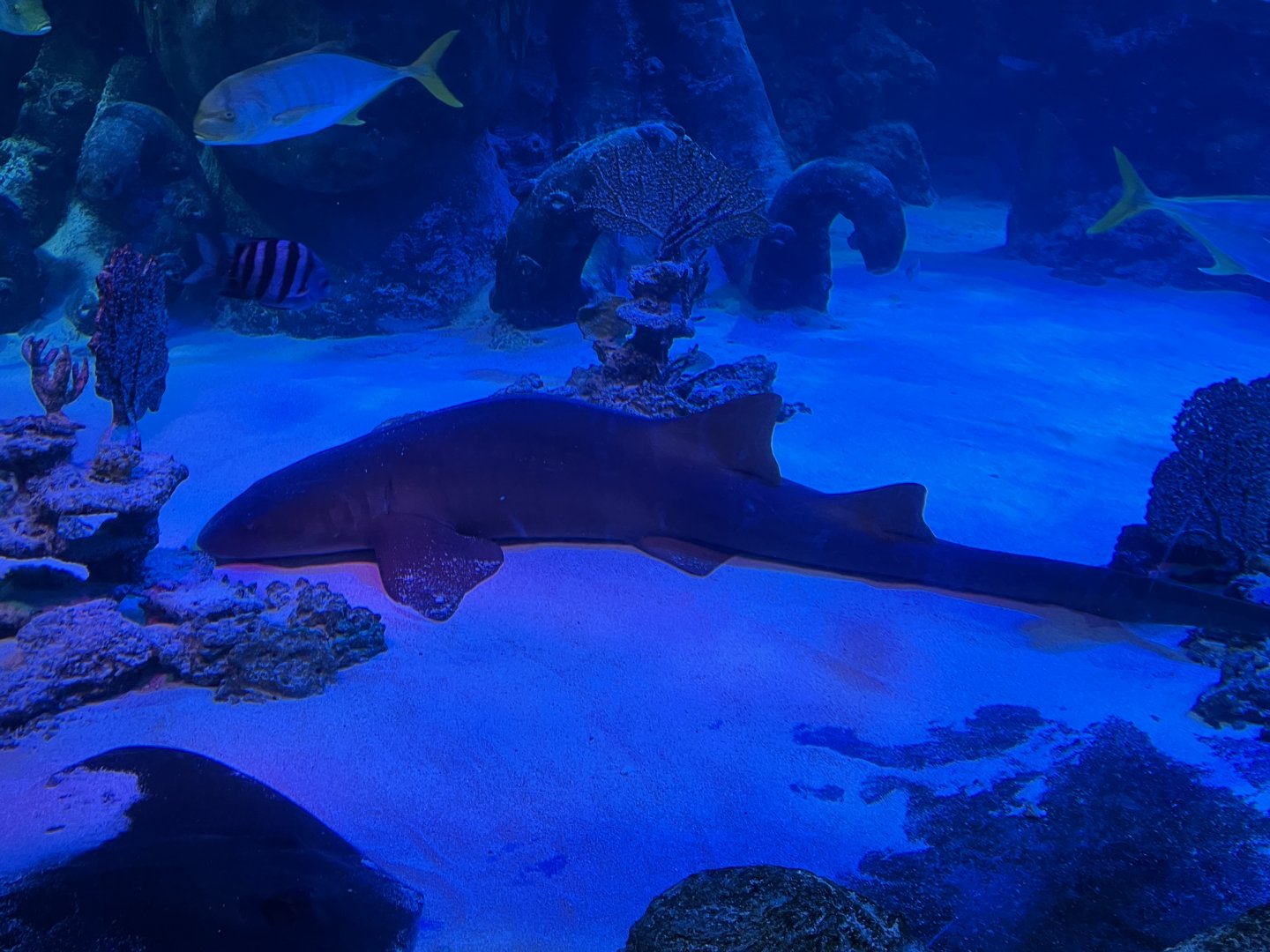 Nurse Shark