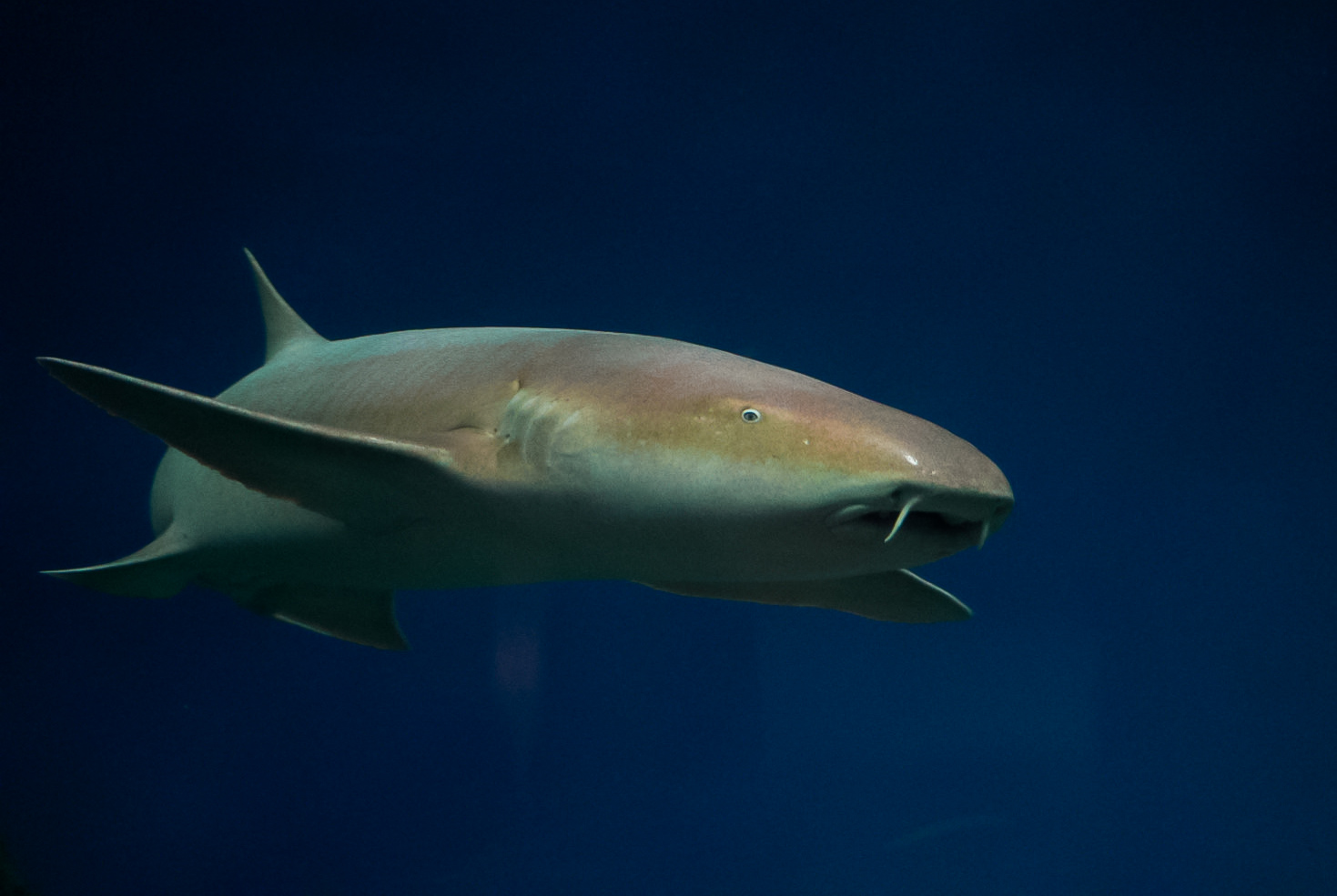 Nurse Shark