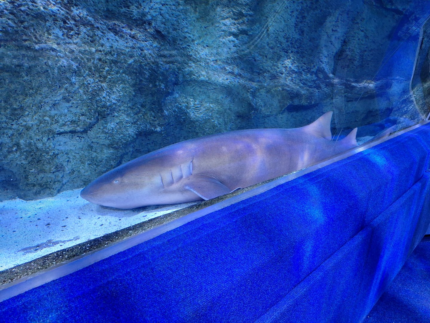 Nurse Shark