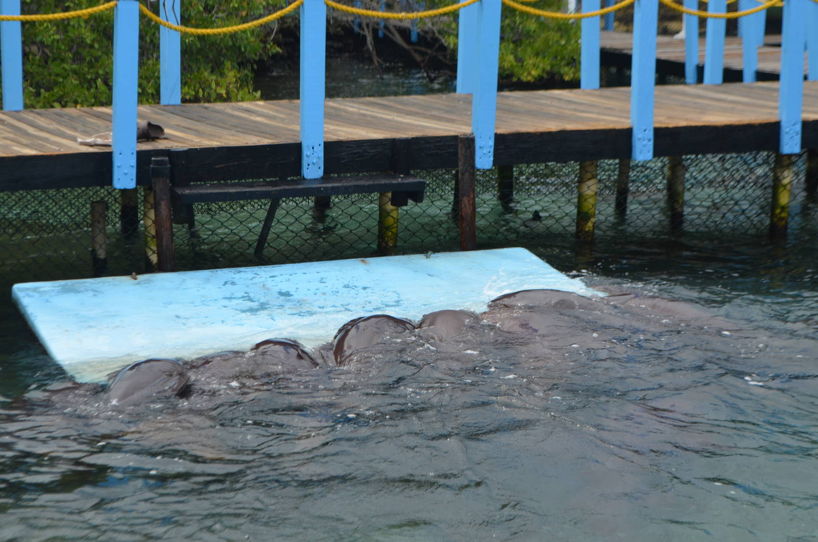 Nurse sharks on feeding platform