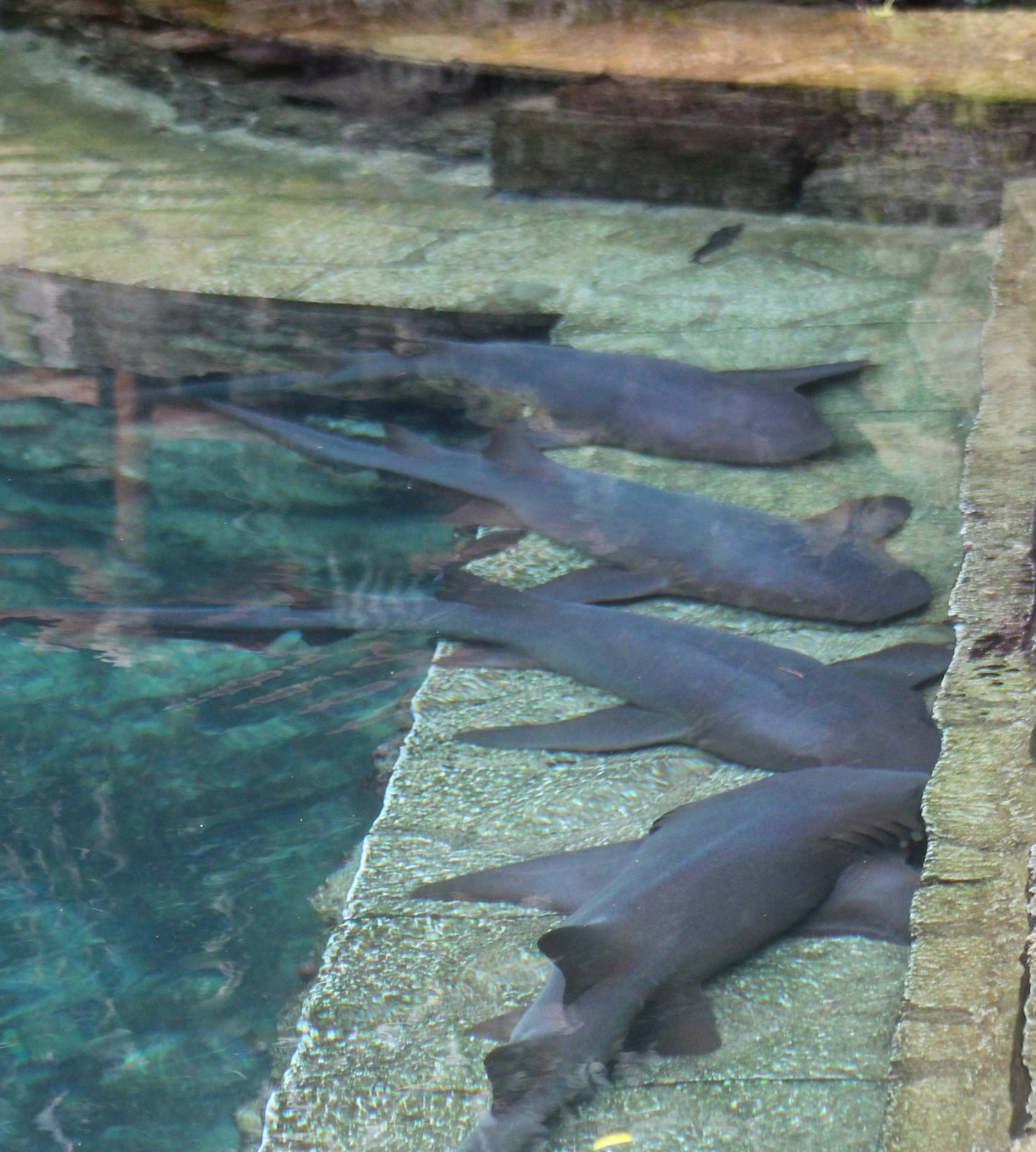 Nurse sharks