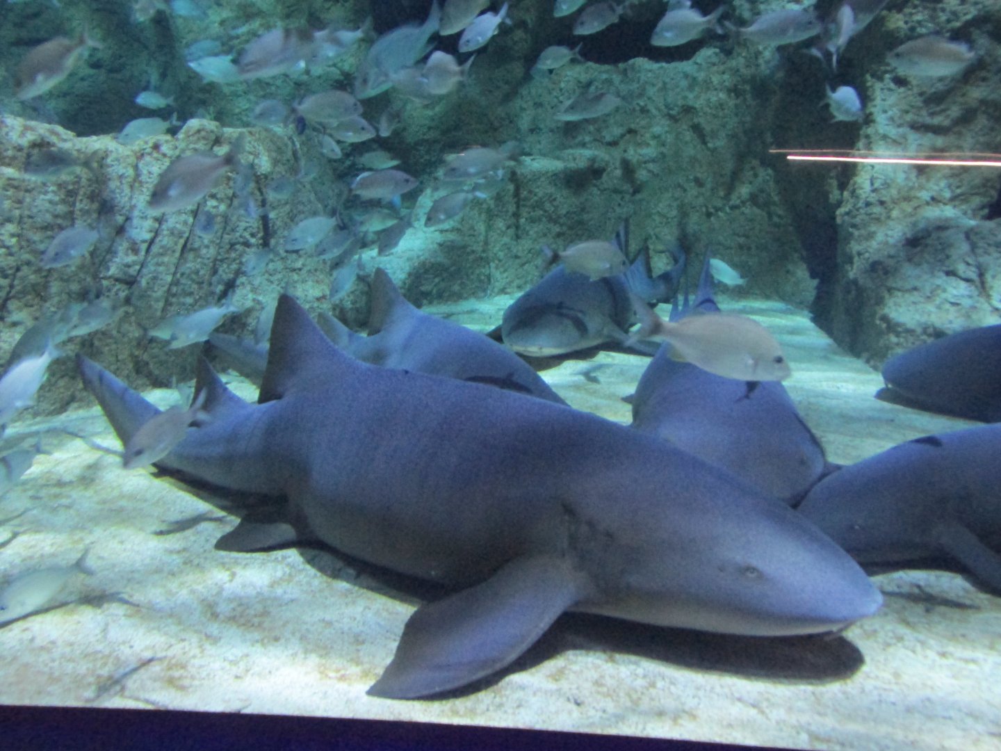 nurse sharks