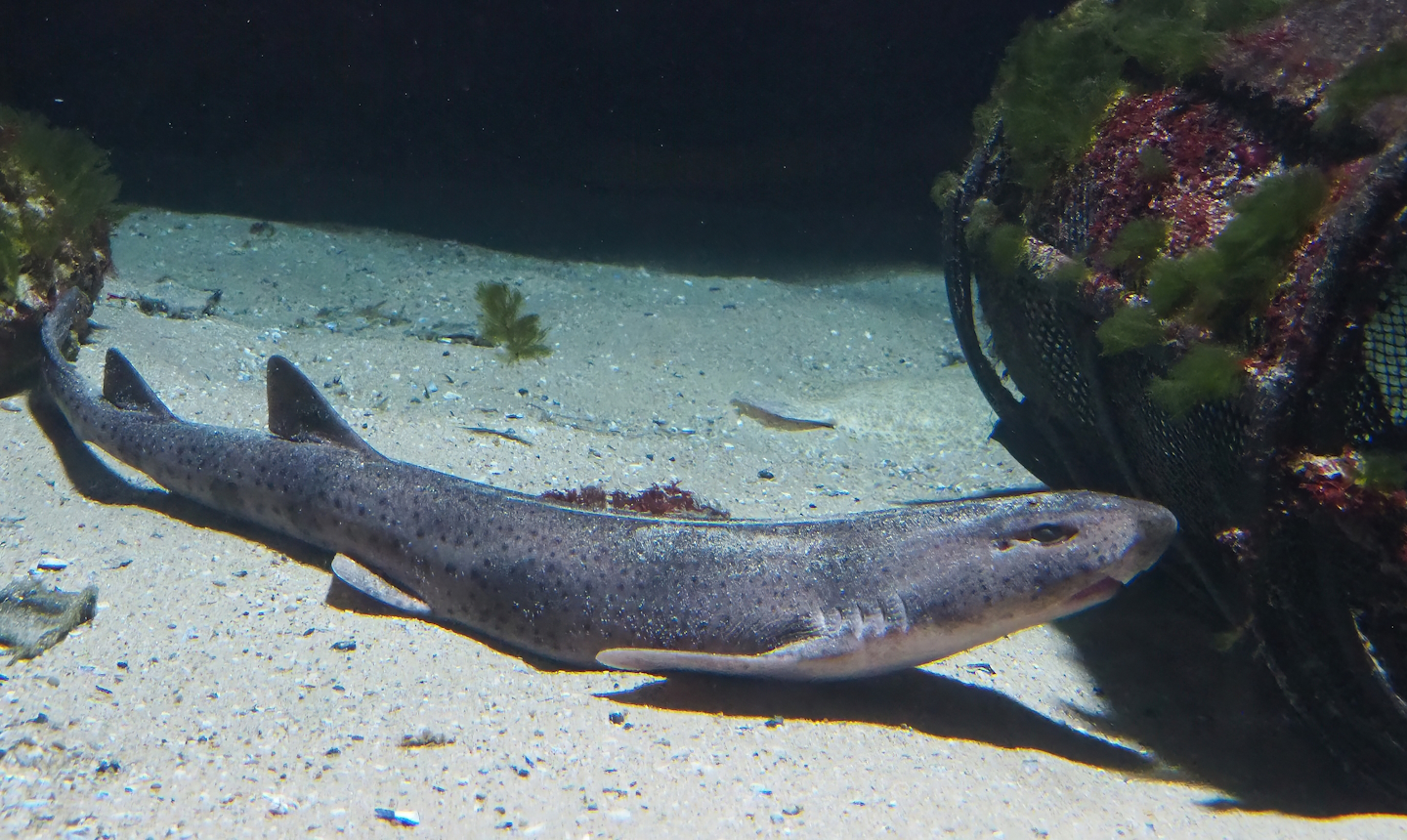 Nursehound (Scyliorhinus stellaris), 2022-08-16