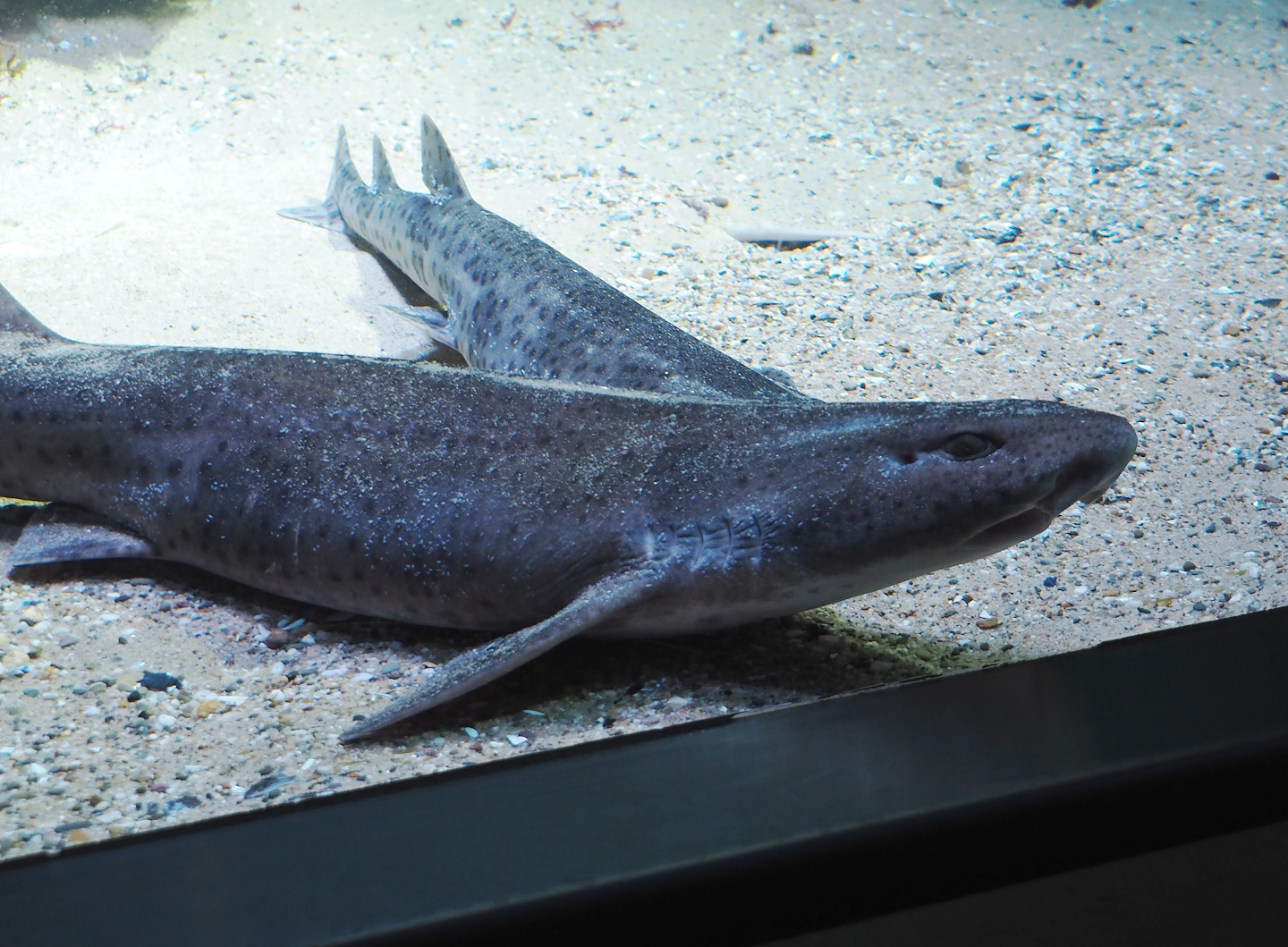 Nursehound (Scyliorhinus stellaris), 2024-03-09