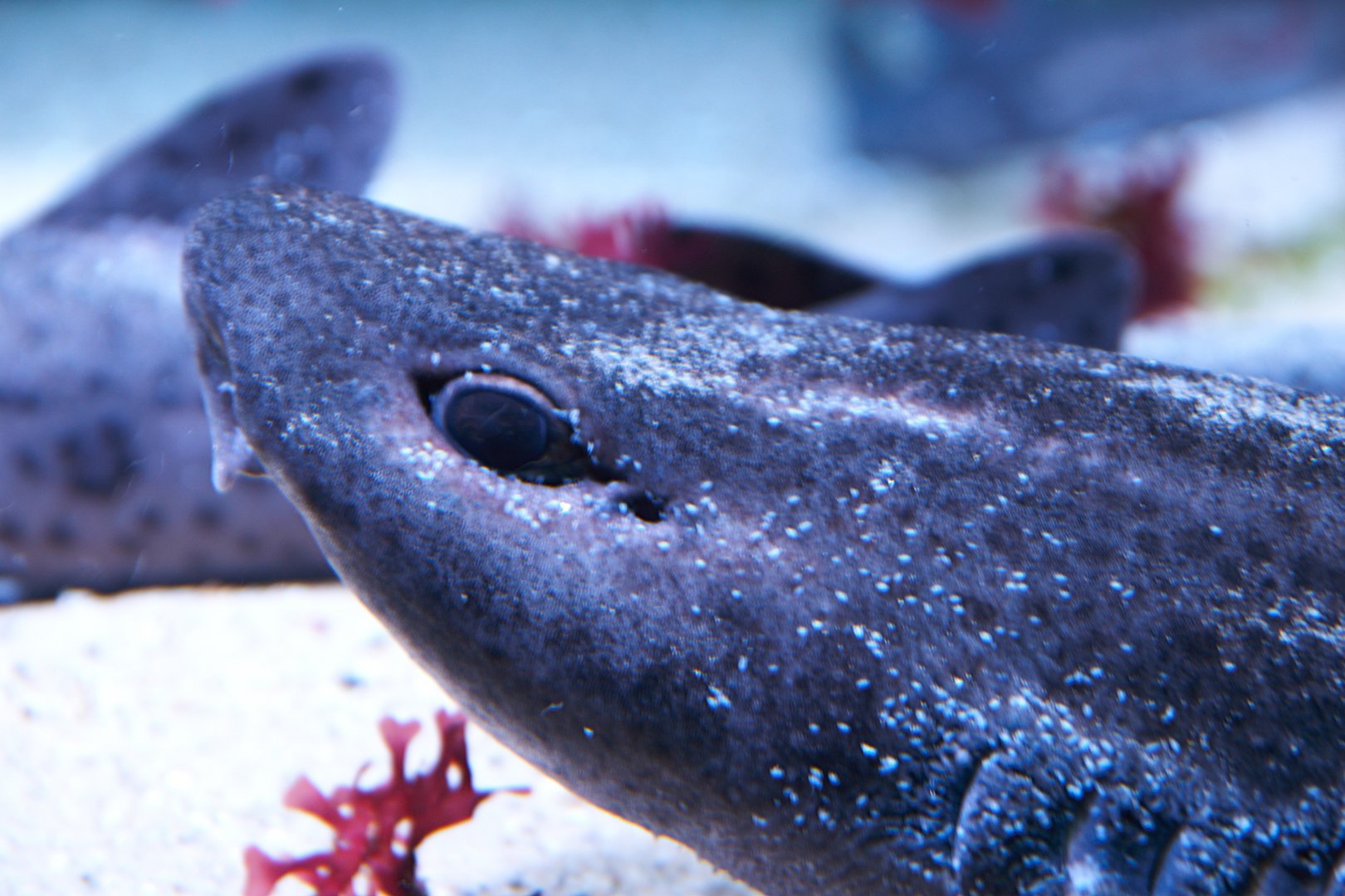 Nursehound (Scyliorhinus stellaris), 2025-01-20