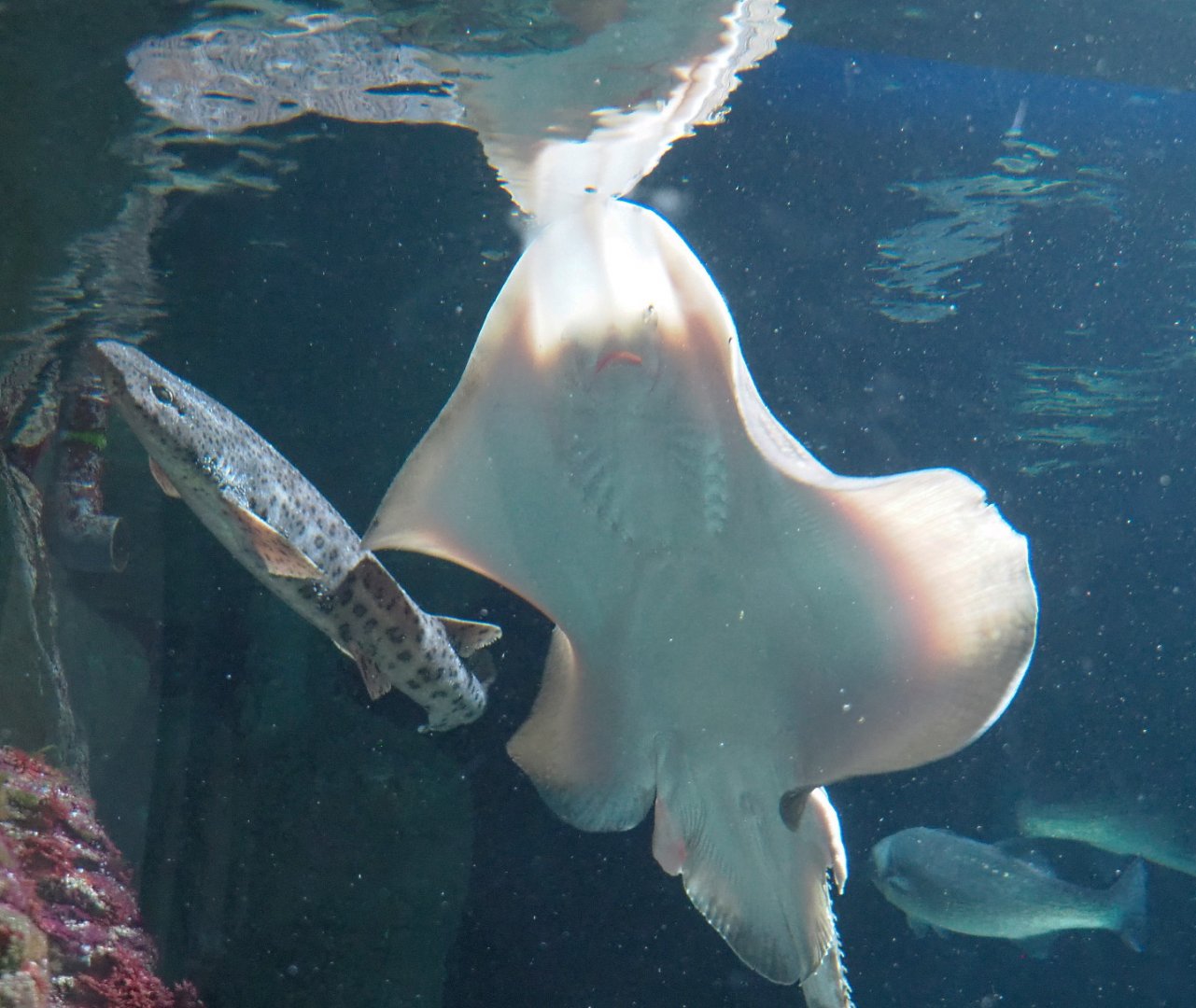 Nursehound (Scyliorhinus stellaris) and Raja species ray, 2021-07-17