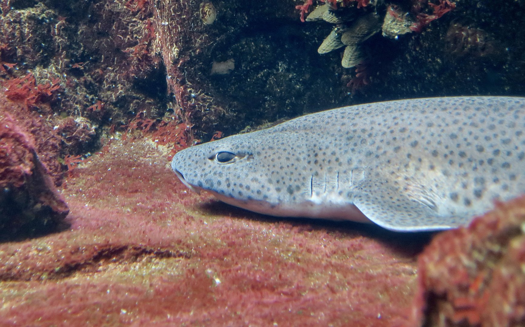 Nursehound (Scyliorhinus stellaris)