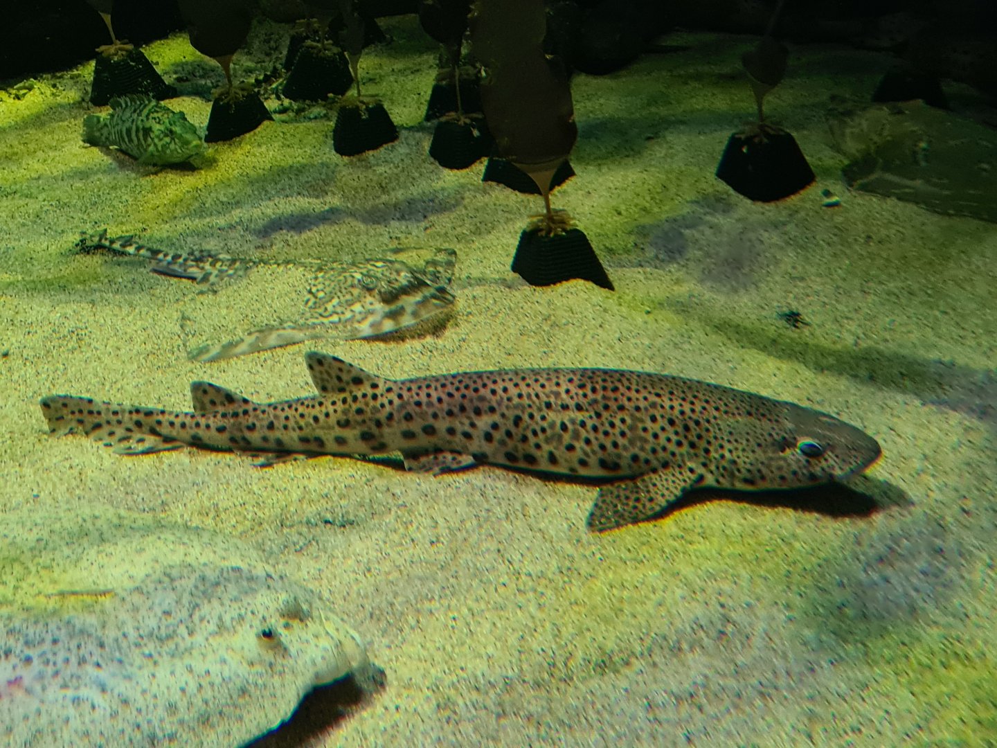 Nursehound, Turbot, Thornback ray and Ballan wrasse in North Sea tank