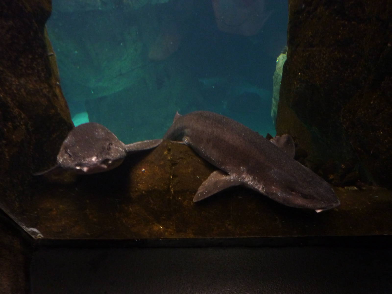 Nursehounds - North Atlantic