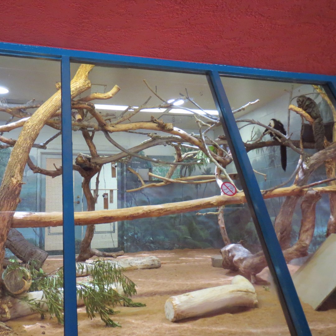 Nursery - Agouti / Saki / Marmoset Exhibit