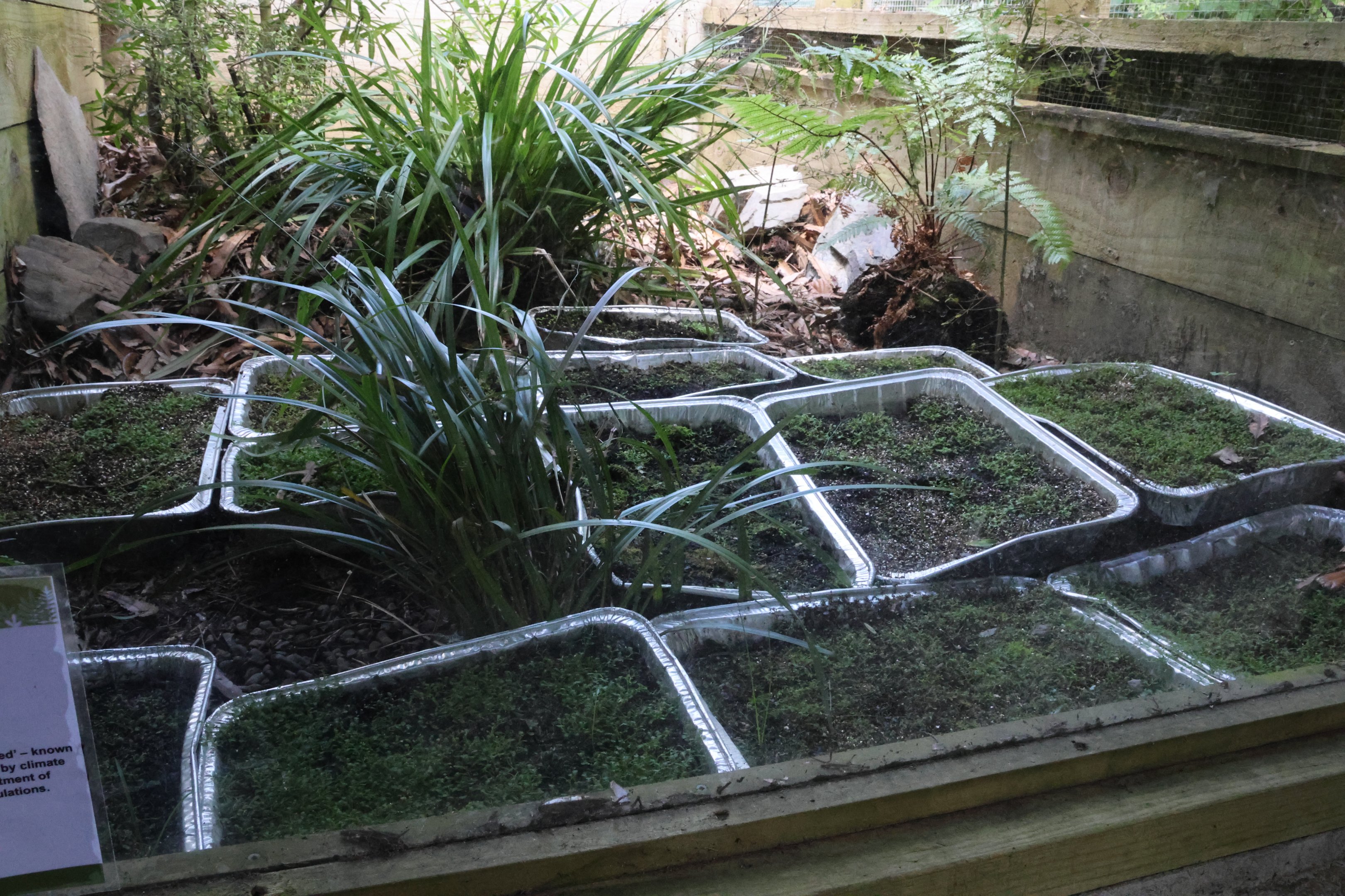 Nursery for Leptinella nana