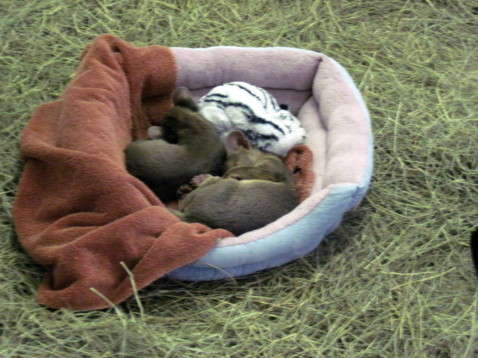 Nursery-Fossa Pups
