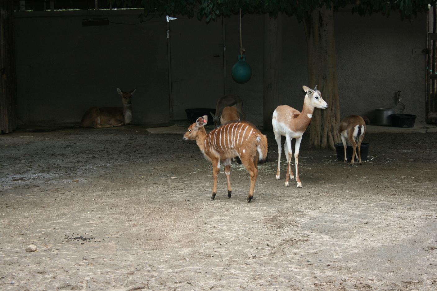 Nursery Kraal 2-8-09