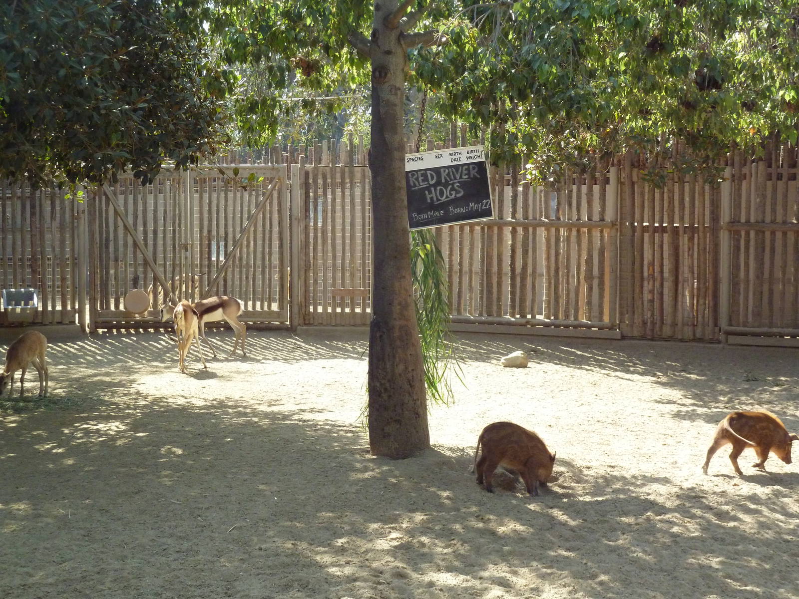 Nursery Kraal (4 Species)