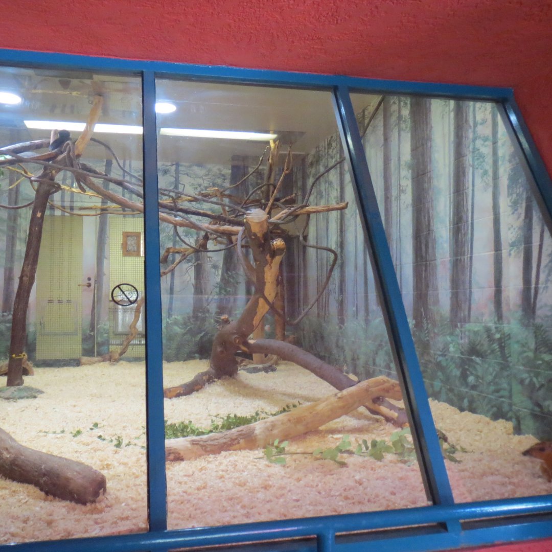 Nursery - Prevost's Squirrel / Malay Chevrotain Exhibit