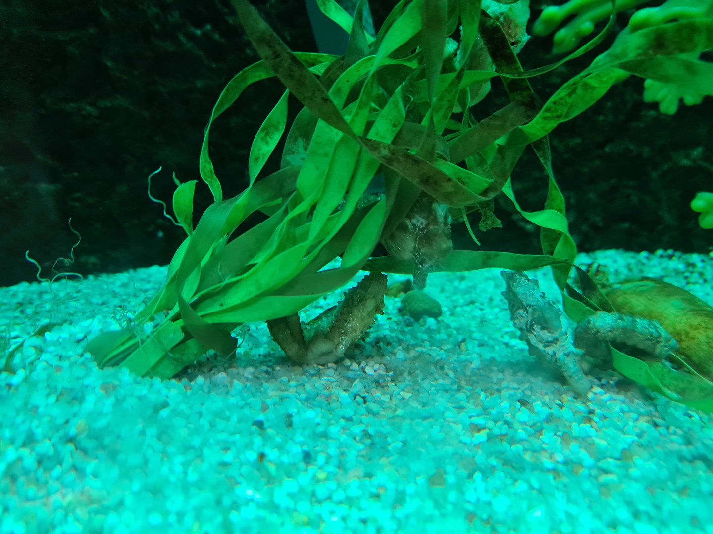 Nursery - Short-snouted seahorse tank
