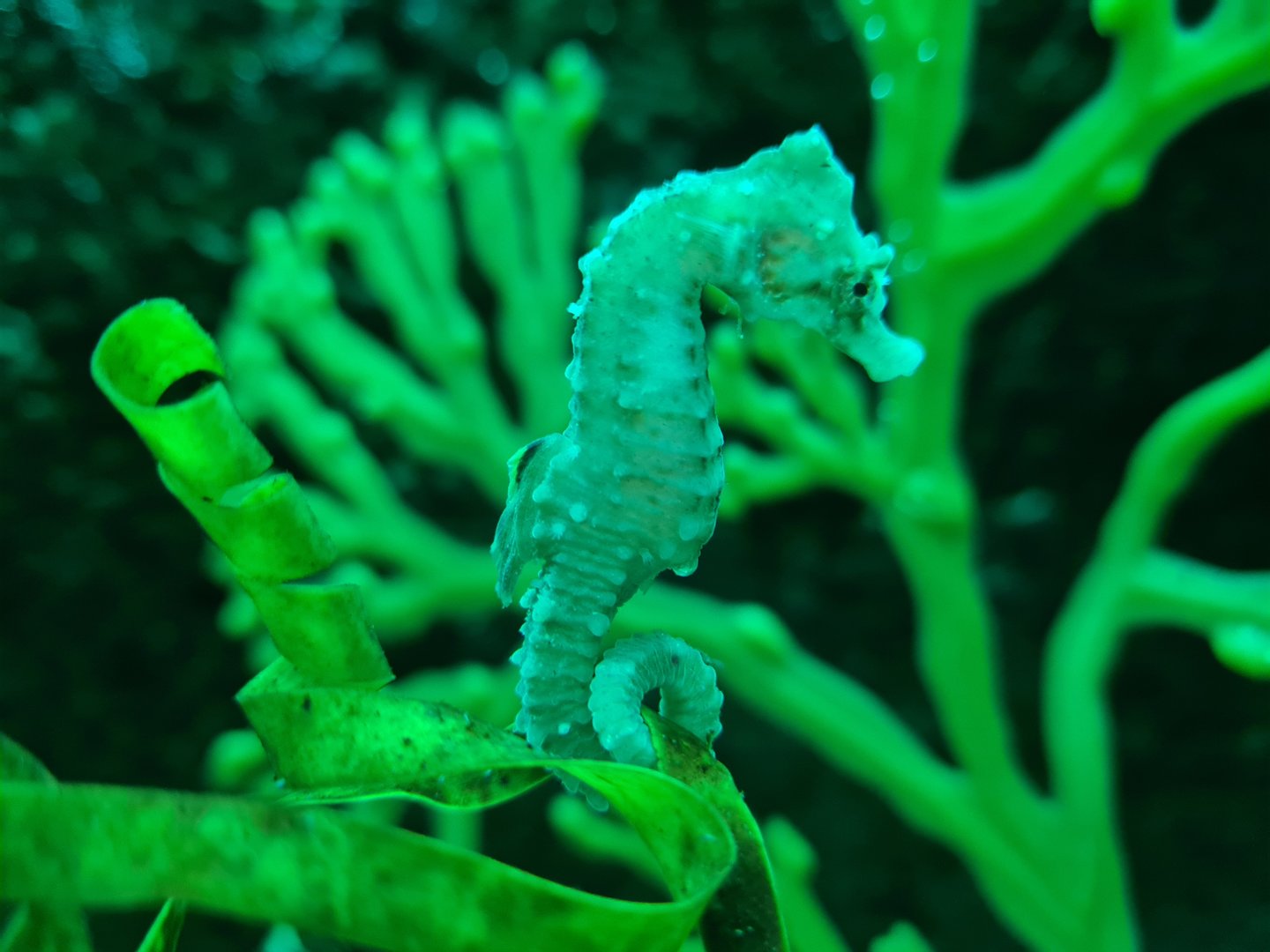 Nursery - Short-snouted seahorse