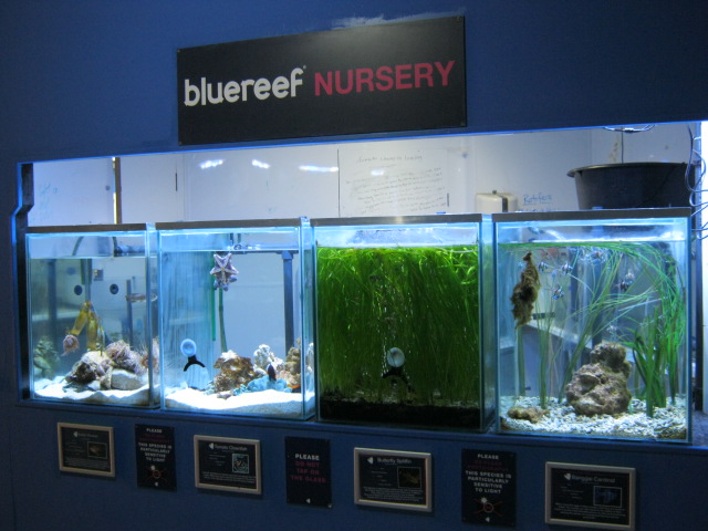 Nursery tanks 2015