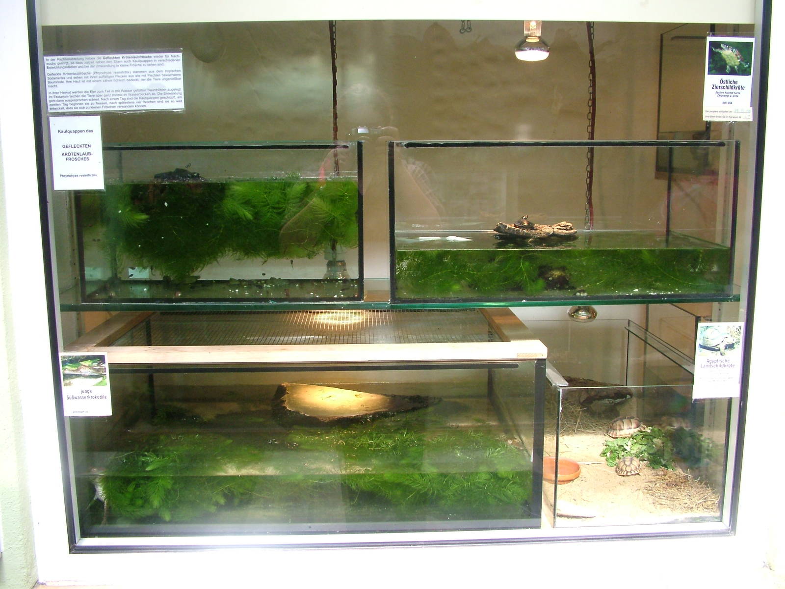 Nursery Tanks at Frankfurt 31/08/10