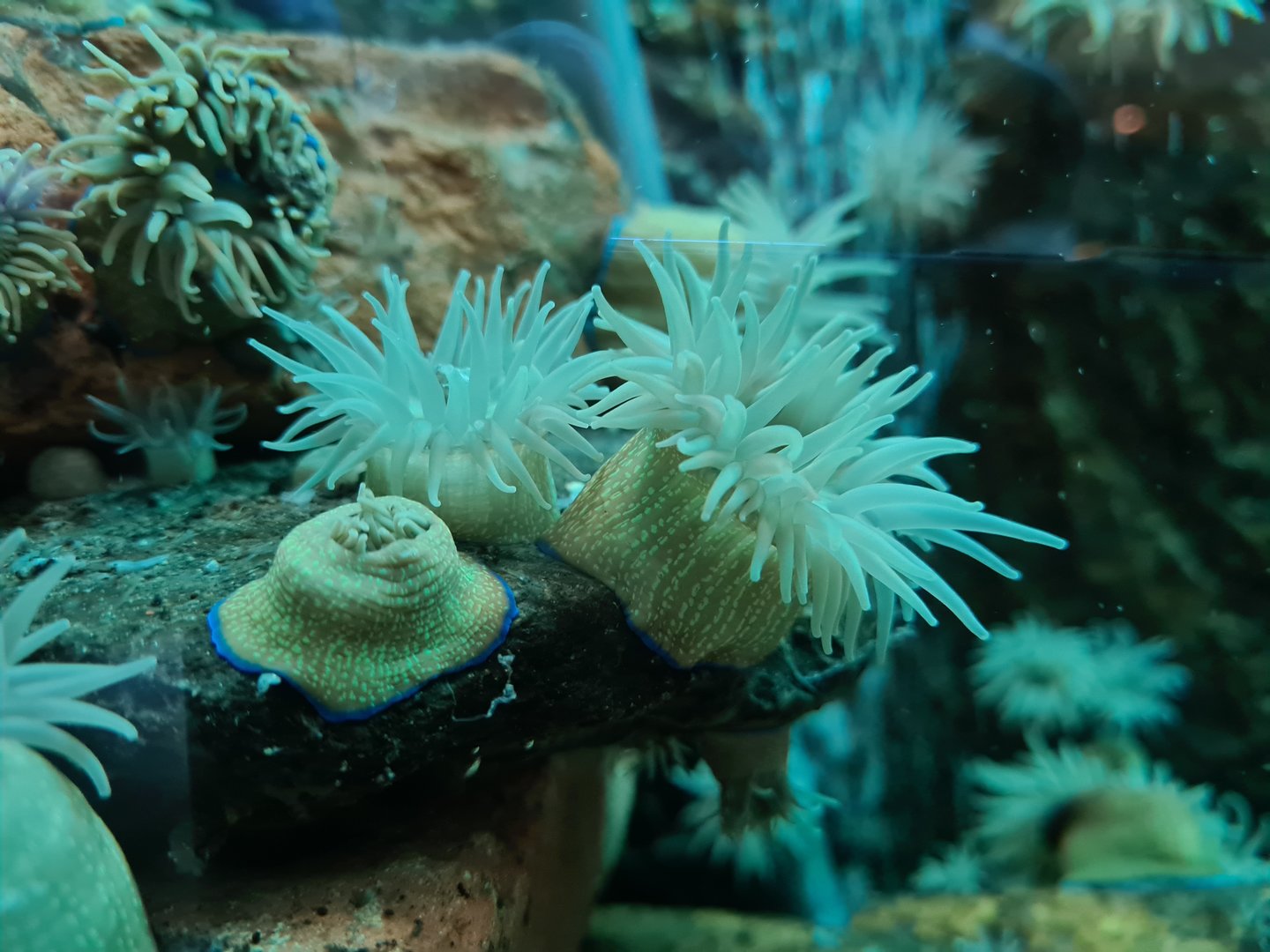 Nursery tanks - Beadlet anemone