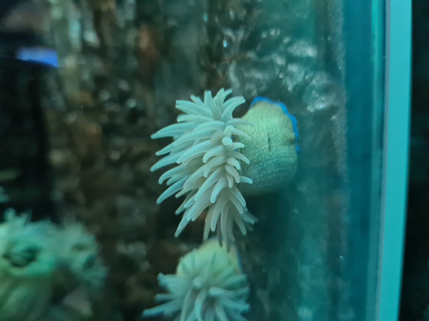 Nursery tanks - Beadlet anemone