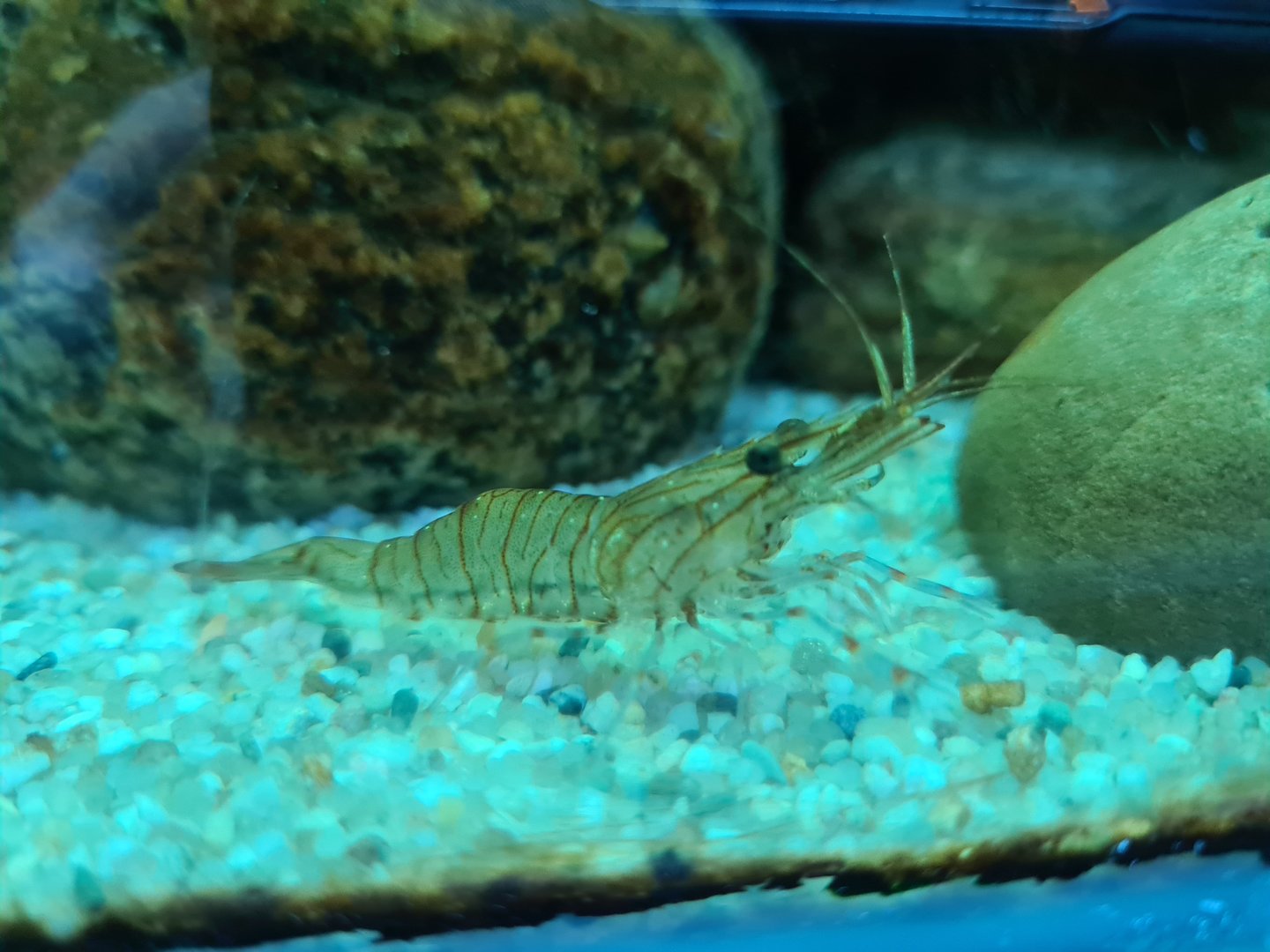 Nursery tanks - Common prawn