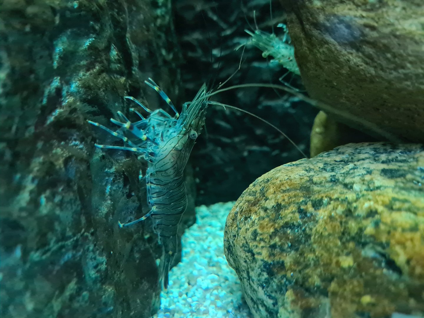 Nursery tanks - Common prawn