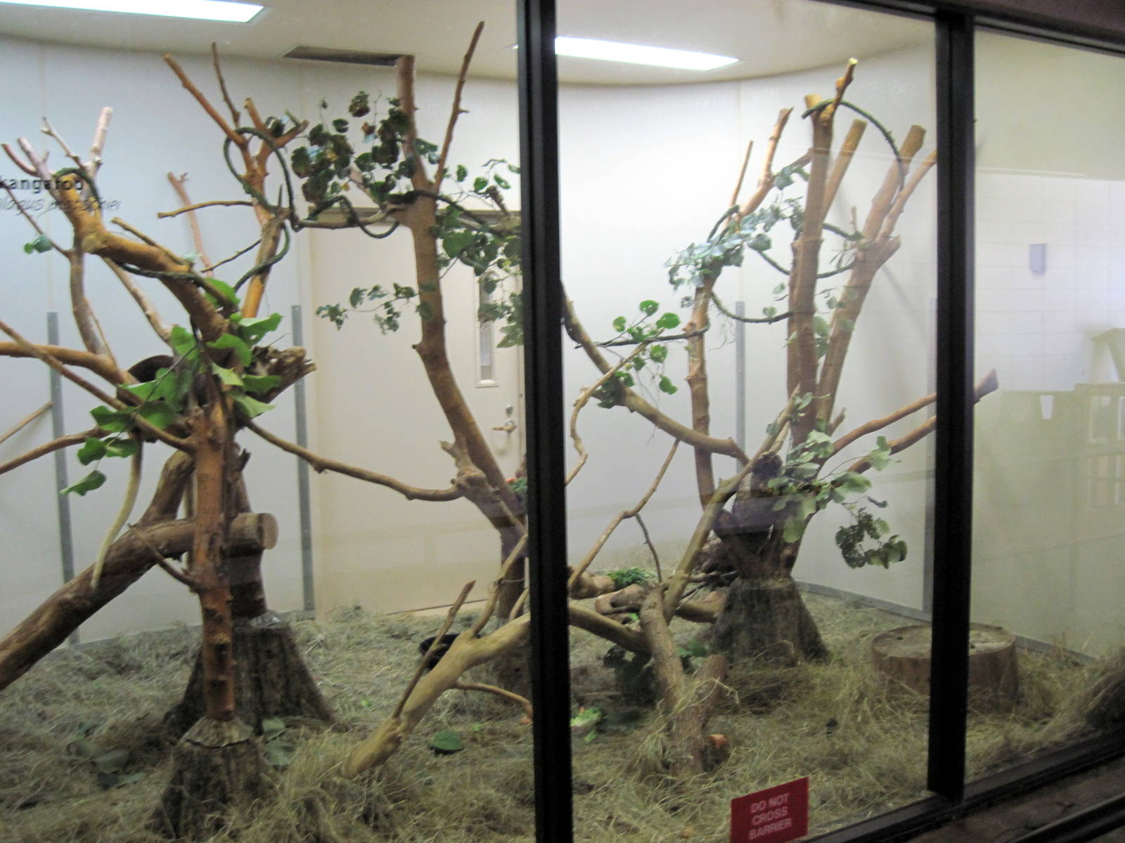 Nursery-Tree Kangaroo Exhibit