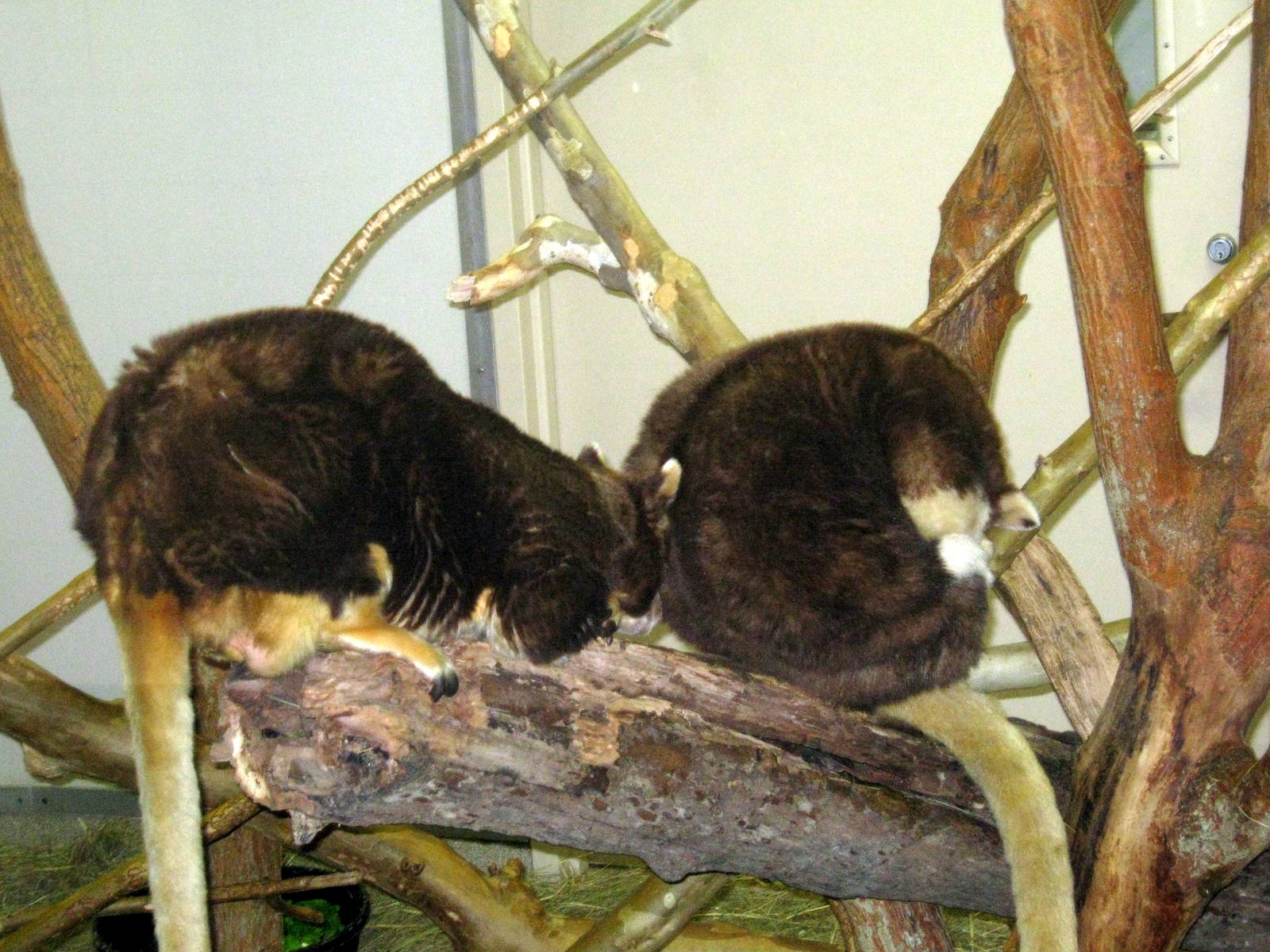 Nursery-Tree Kangaroos
