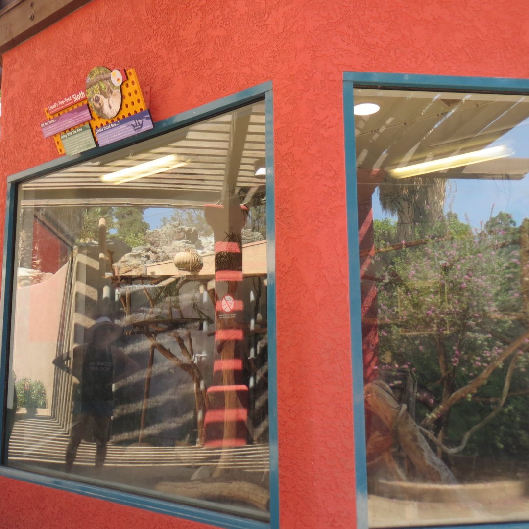 Nursery - two toed sloth exhibit