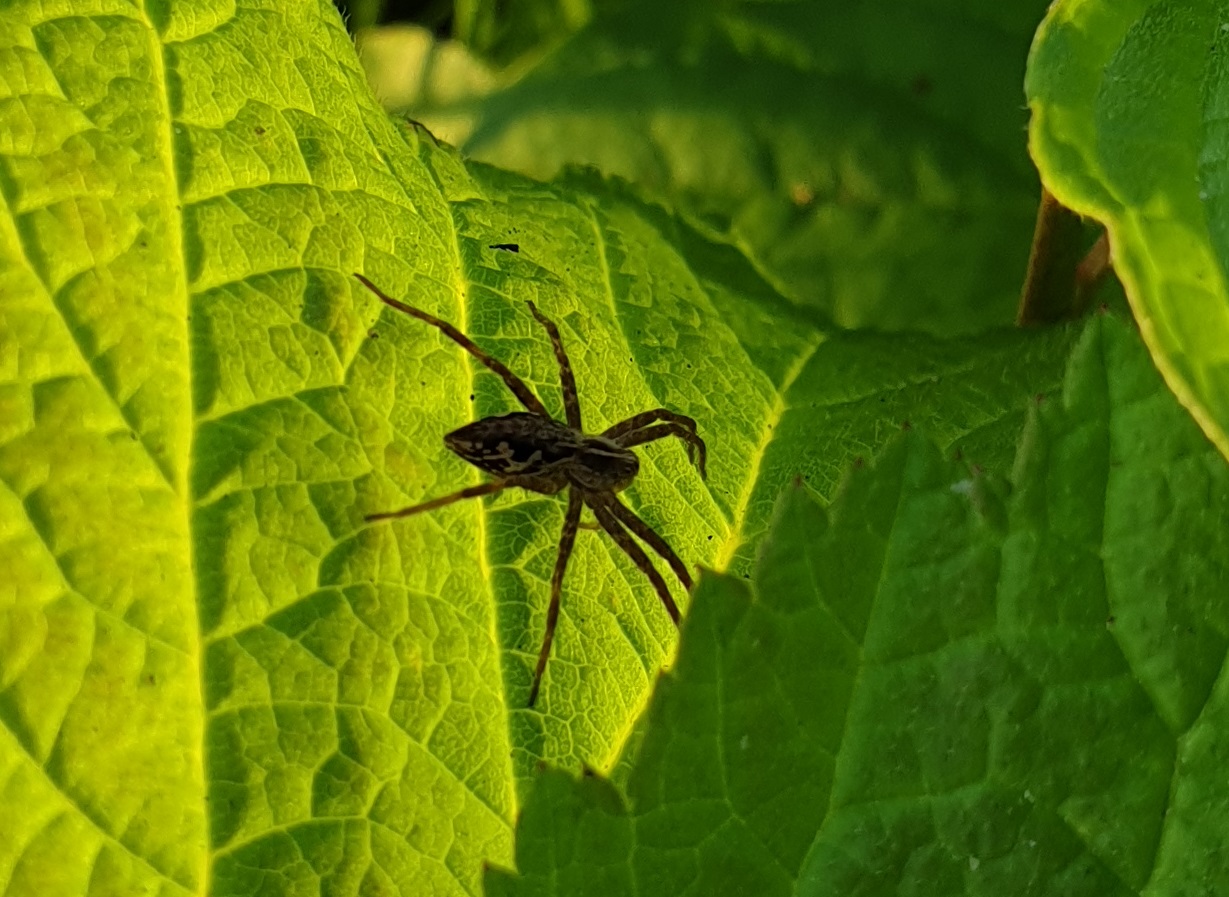 Nursery web spider - Pisaura mirabilis
