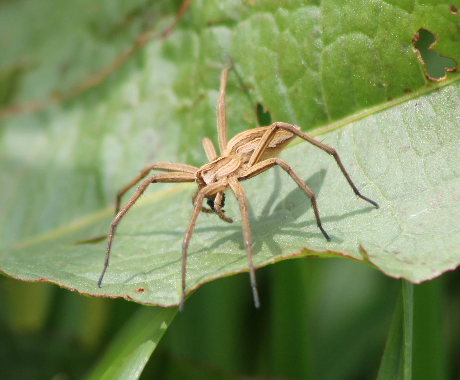 Nursery web spider