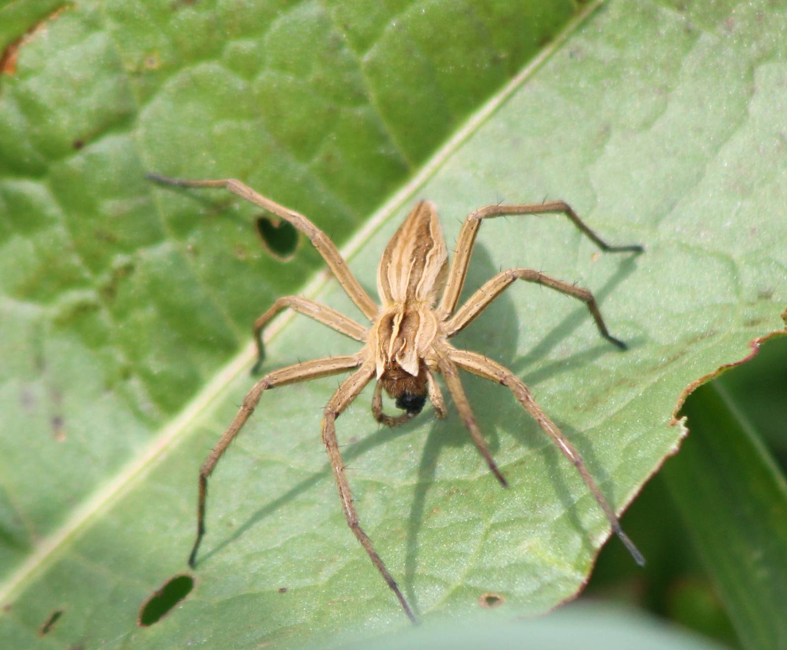 Nursery web spider