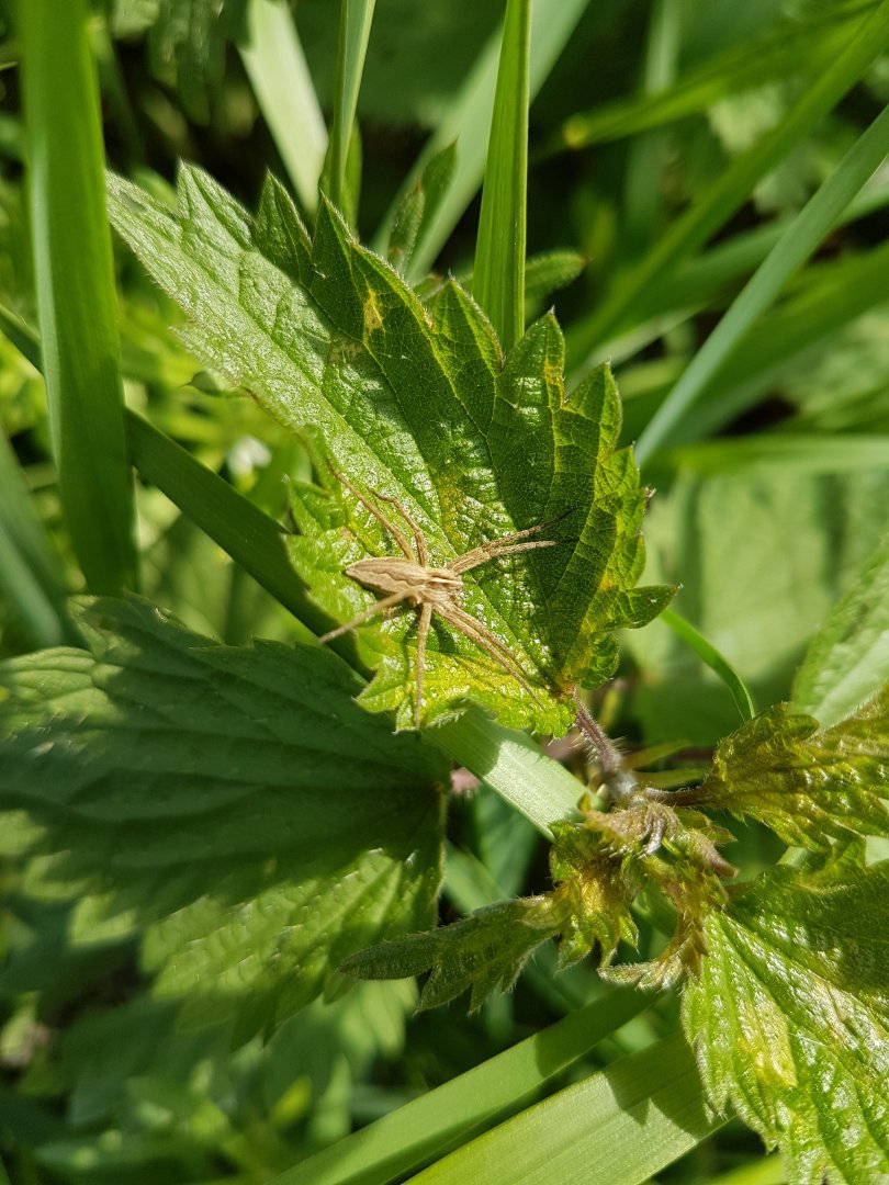Nursery Web Spider