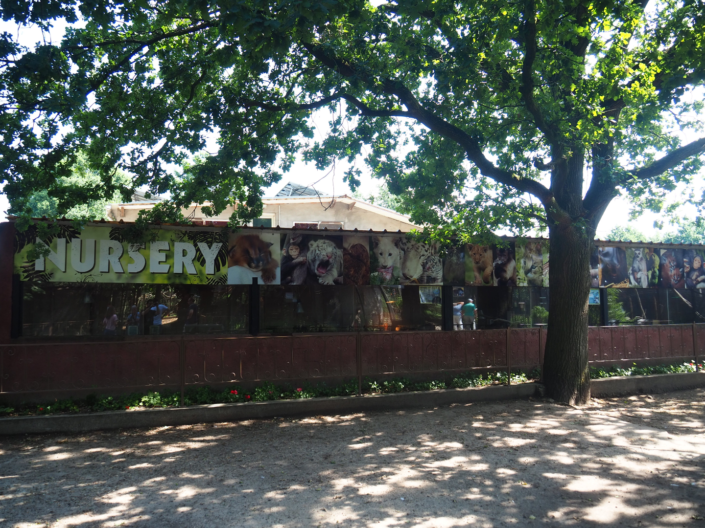 Nursery with lesser hedgehog tenrec and four-toed hedgehog exhibits and raising exhibits, 2019-08-04