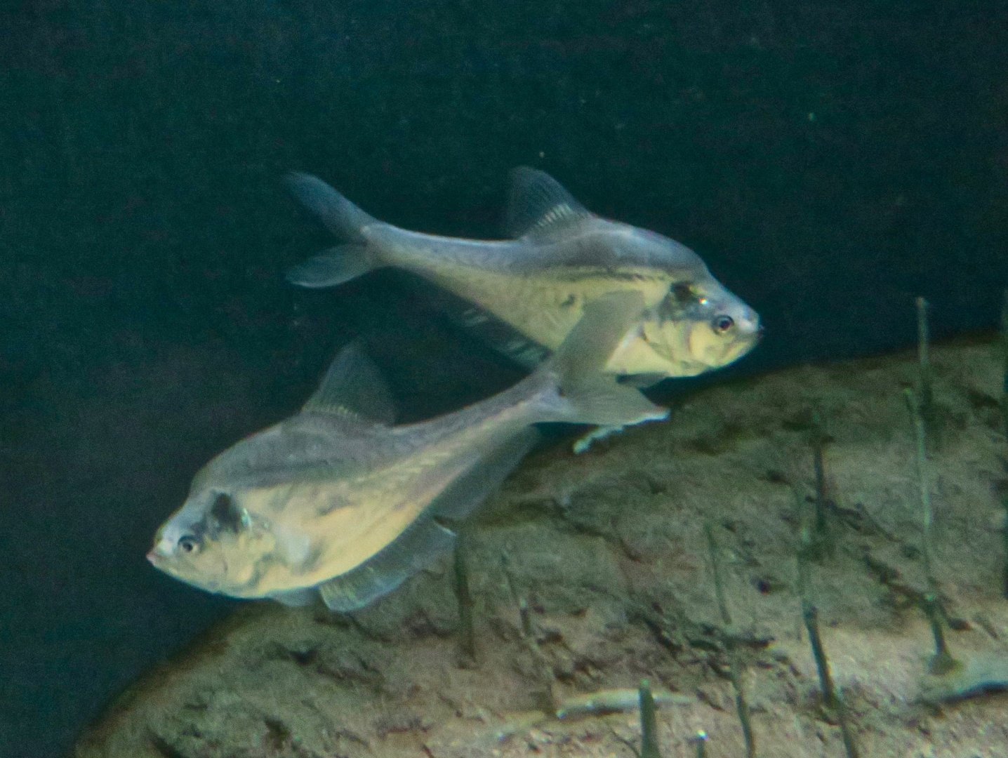 Nurseryfish female (Kurtus gulliveri)