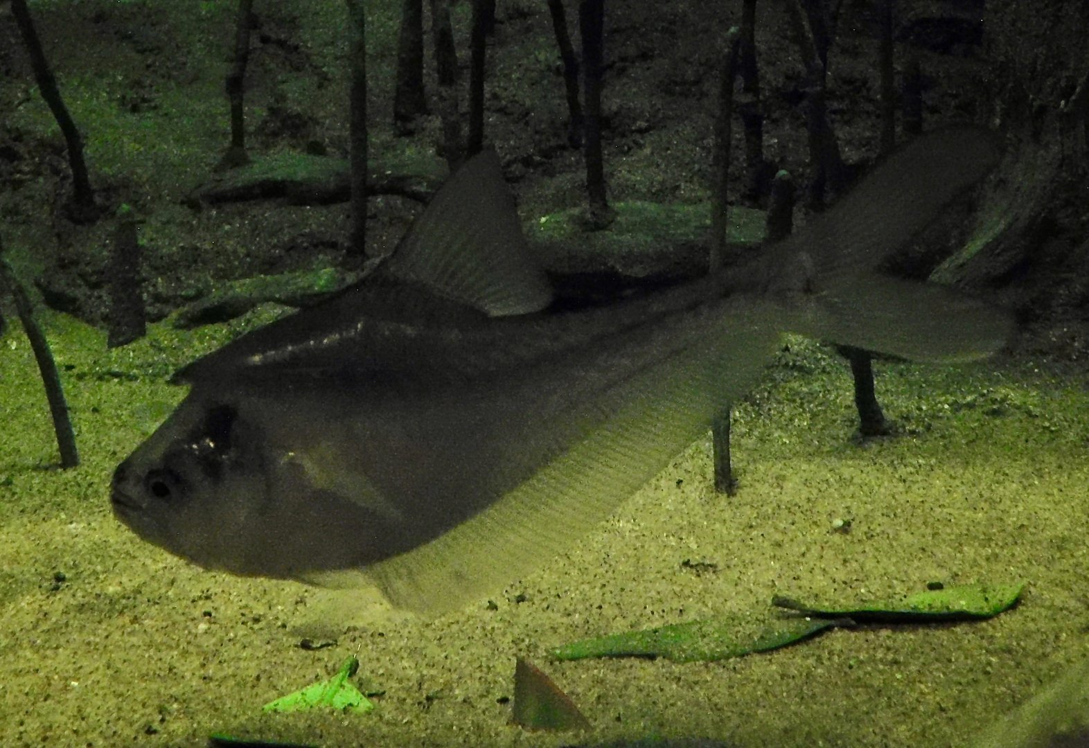 Nurseryfish (Kurtus gulliveri) November 8, 2025