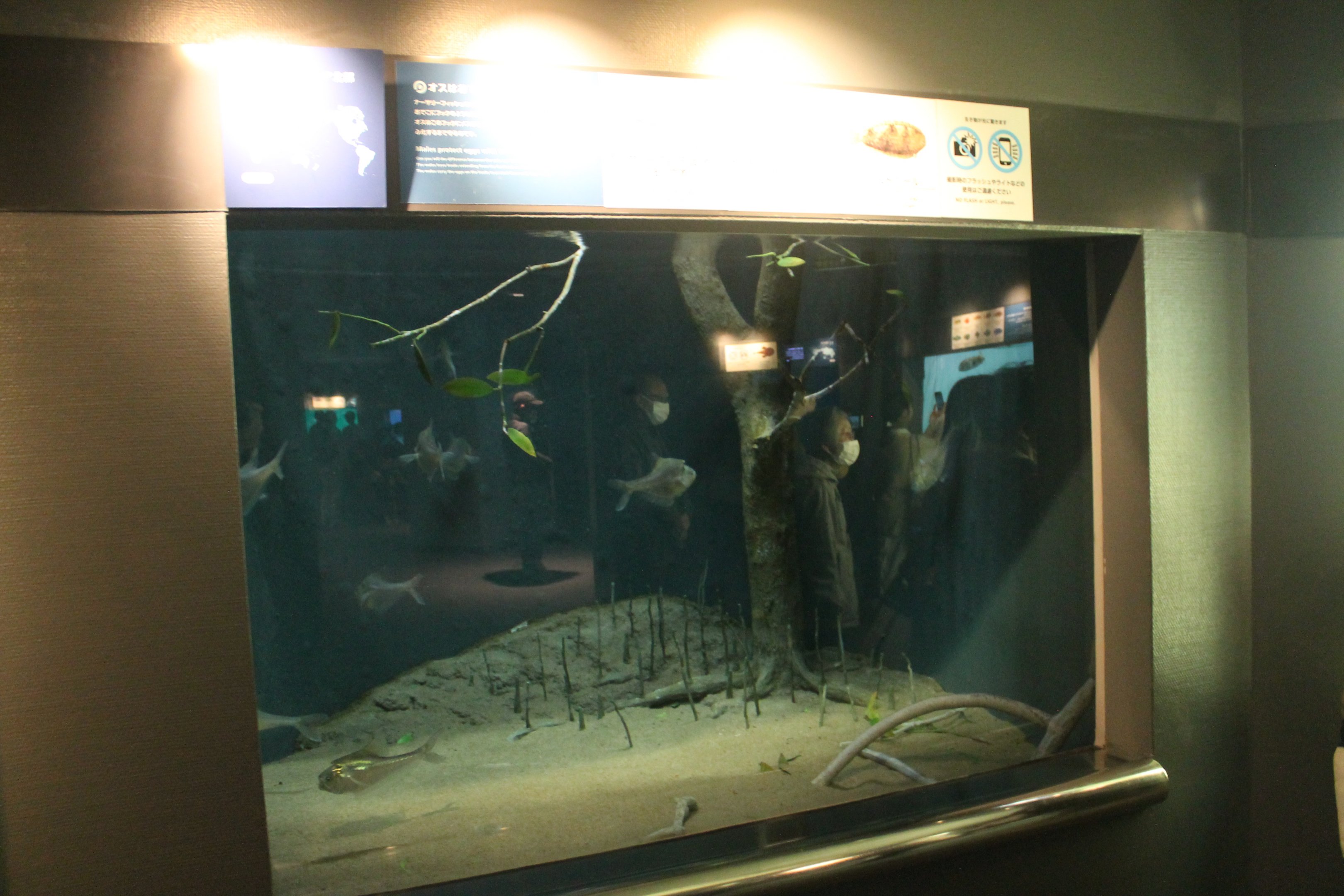 Nurseryfish (Kurtus gulliveri) tank