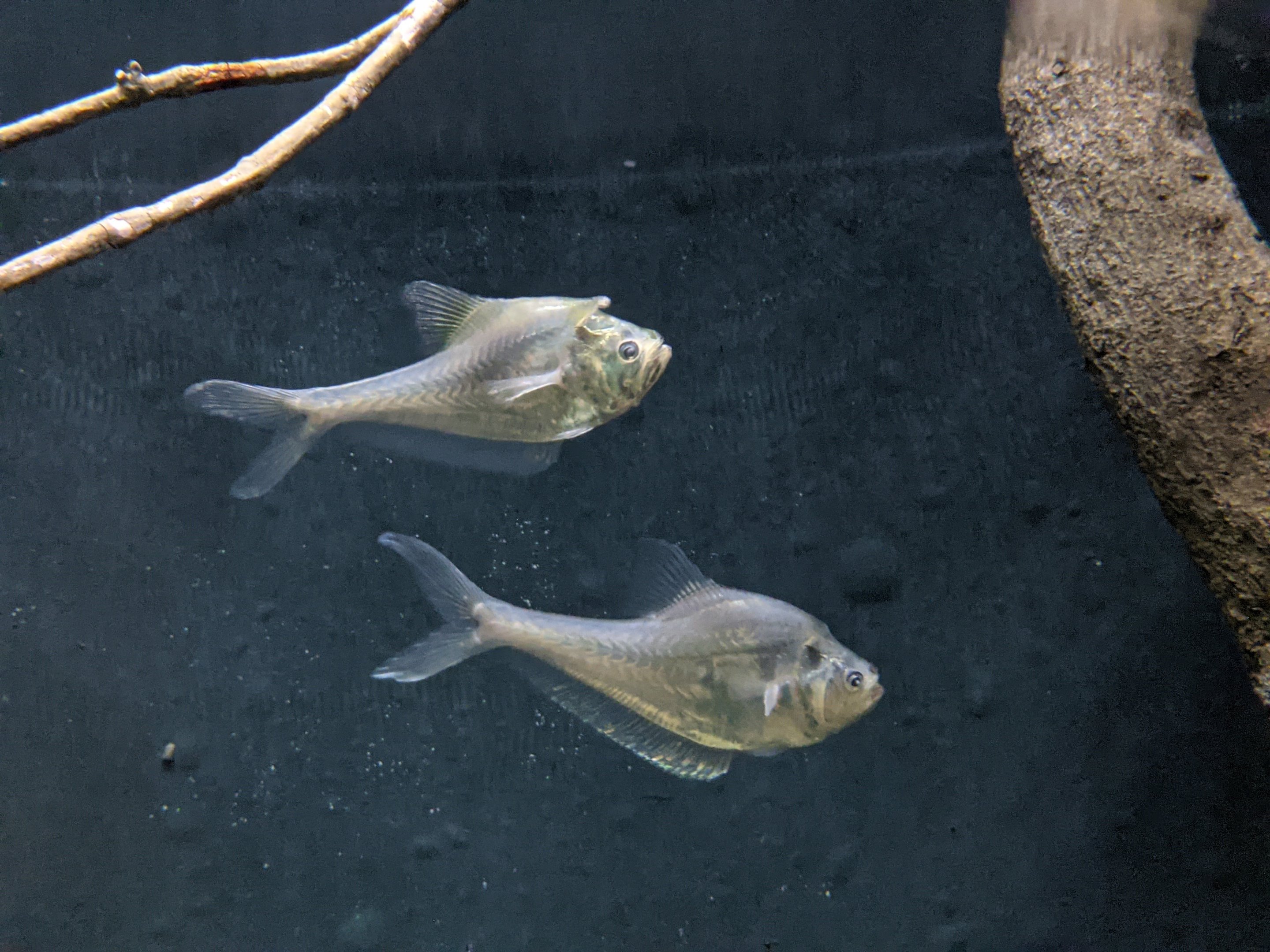 Nurseryfish (Kurtus gulliveri)